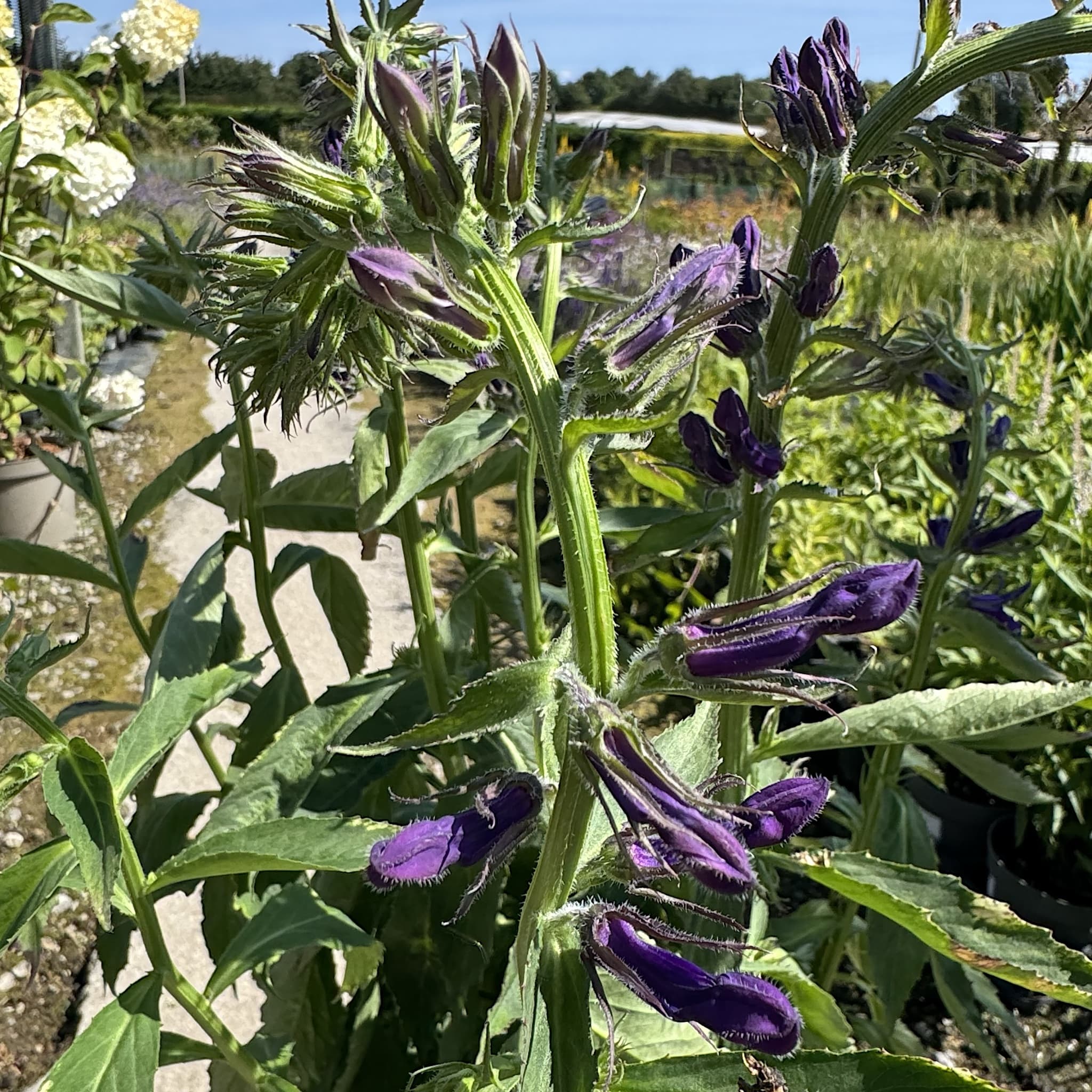 Lobelia Starship Deep Blue