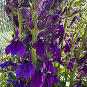 Lobelia Starship Deep Blue