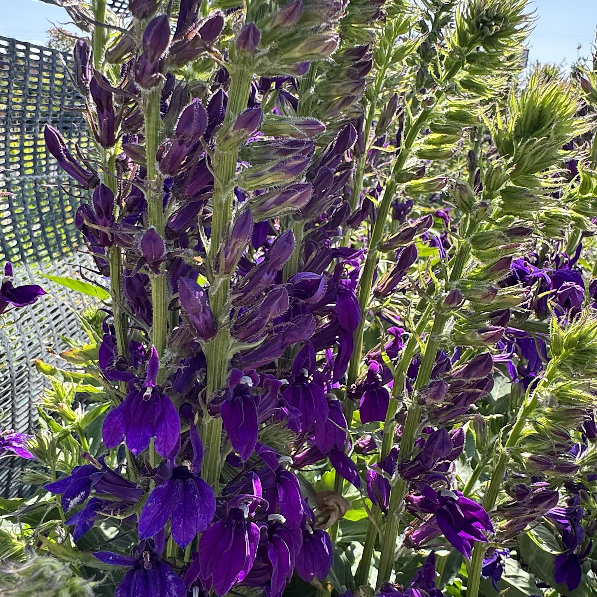 Lobelia Starship Deep Blue