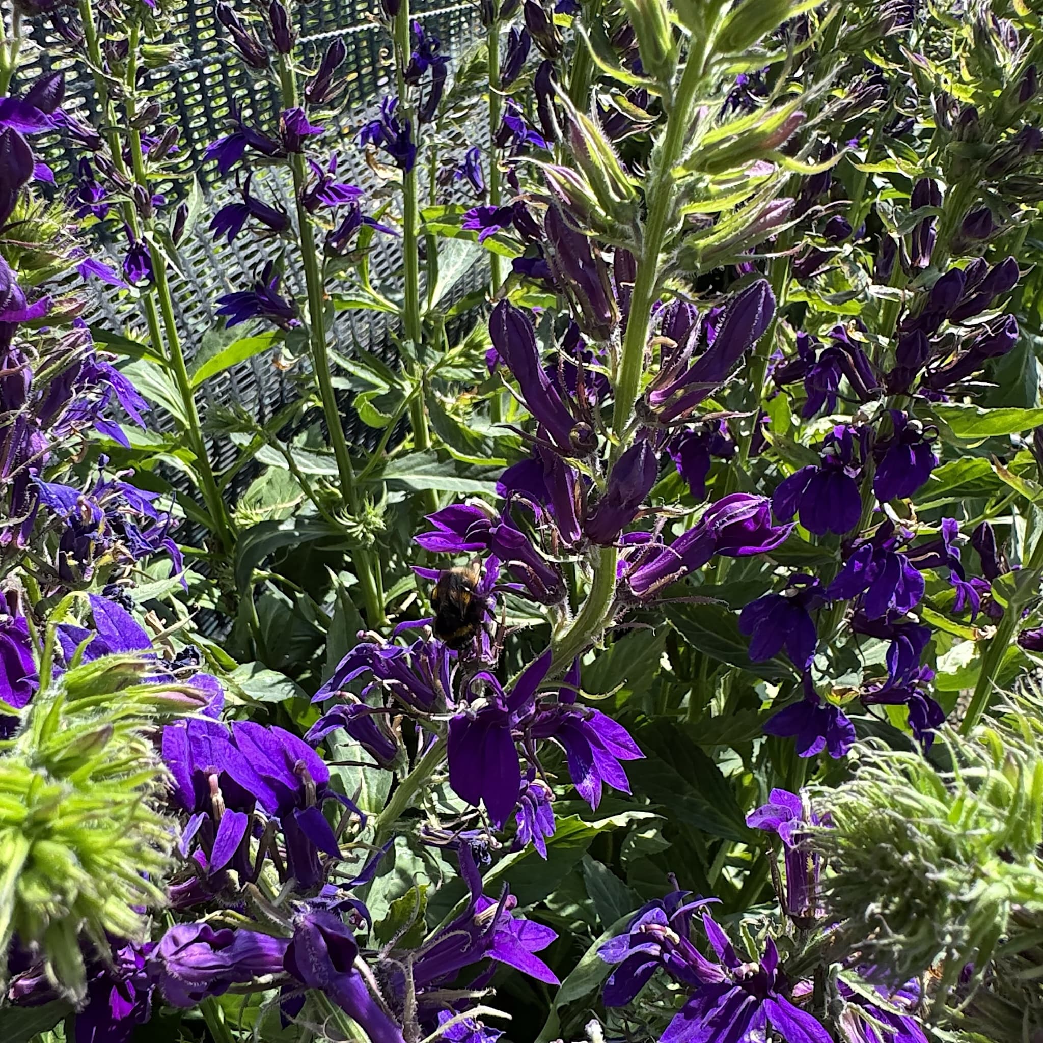 Lobelia Starship Deep Blue