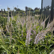 Veronicastrum virginicum 'Lavendelturm'