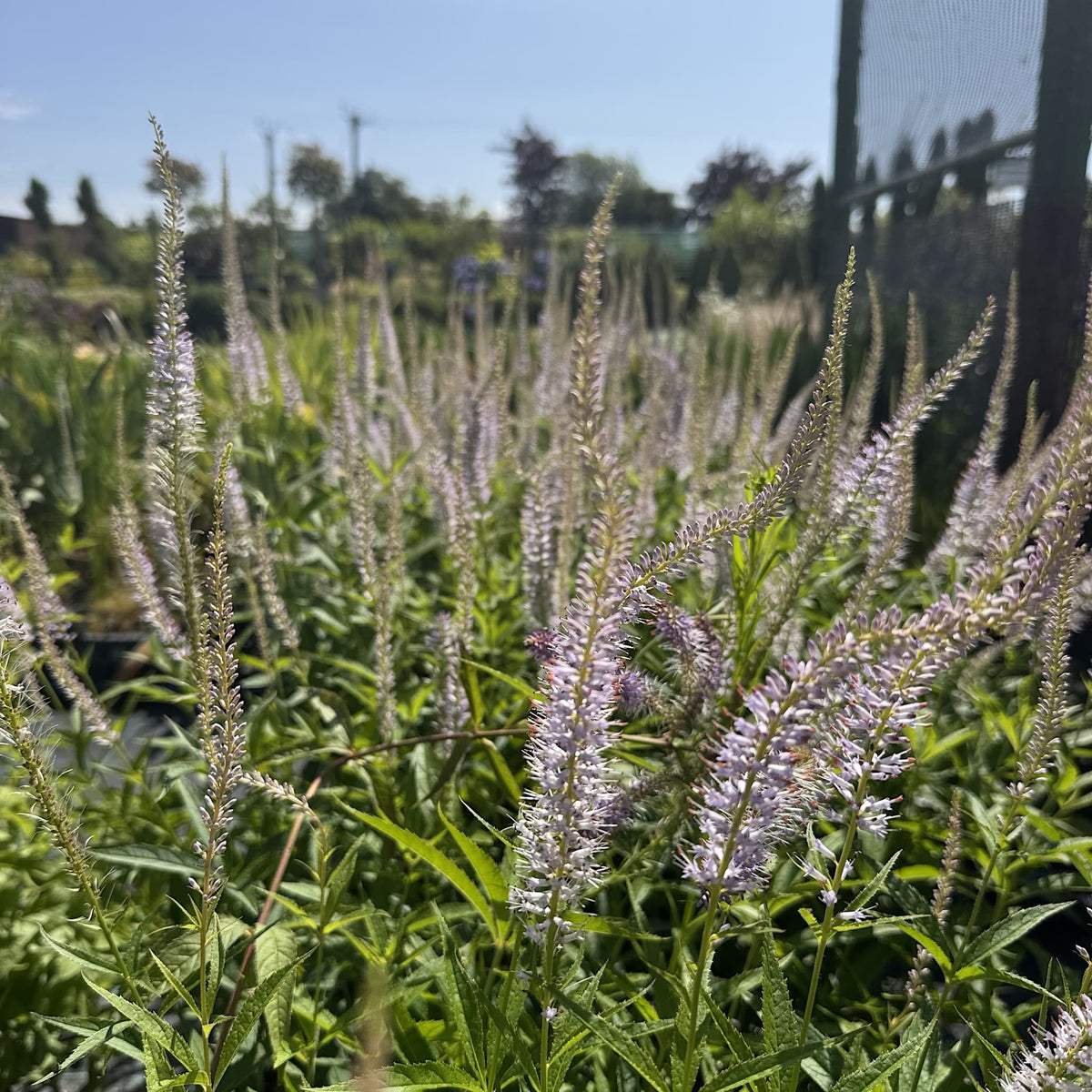 Veronicastrum virginicum 'Lavendelturm'