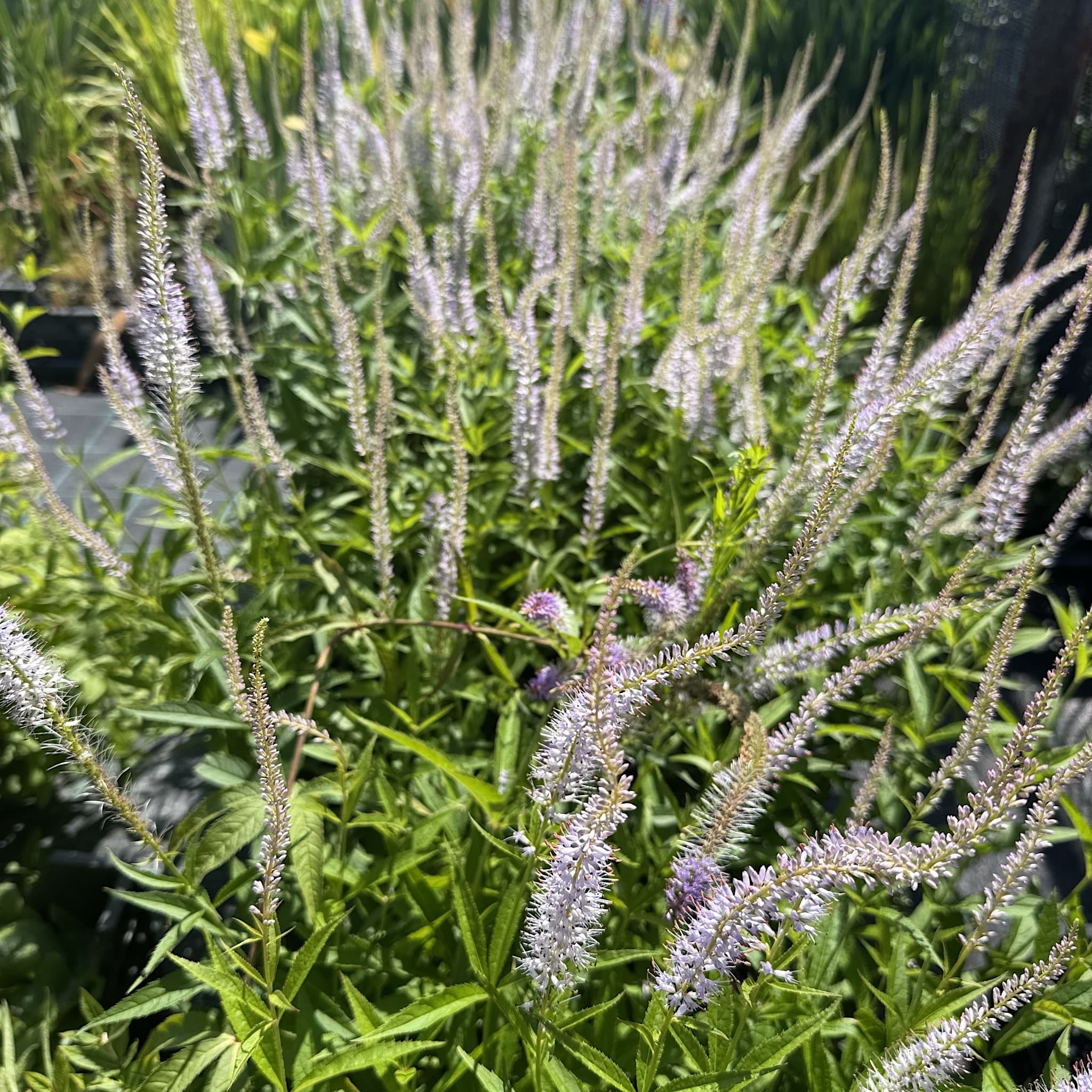 Veronicastrum virginicum 'Lavendelturm'