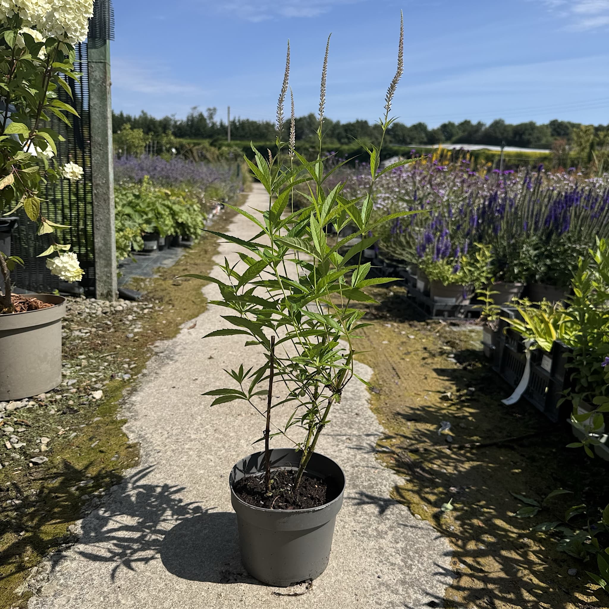 Veronicastrum virginicum 'Lavendelturm'