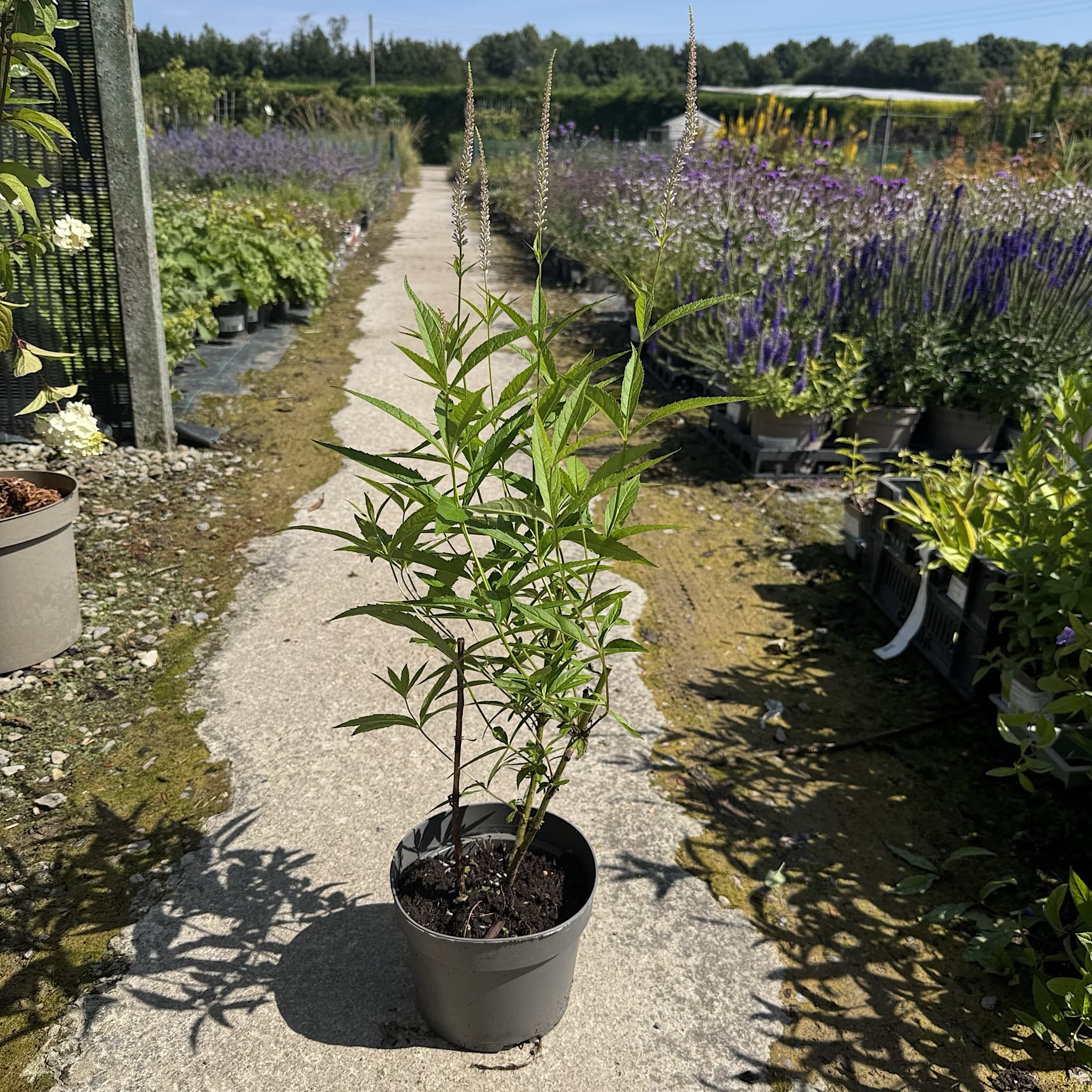 Veronicastrum virginicum 'Lavendelturm'