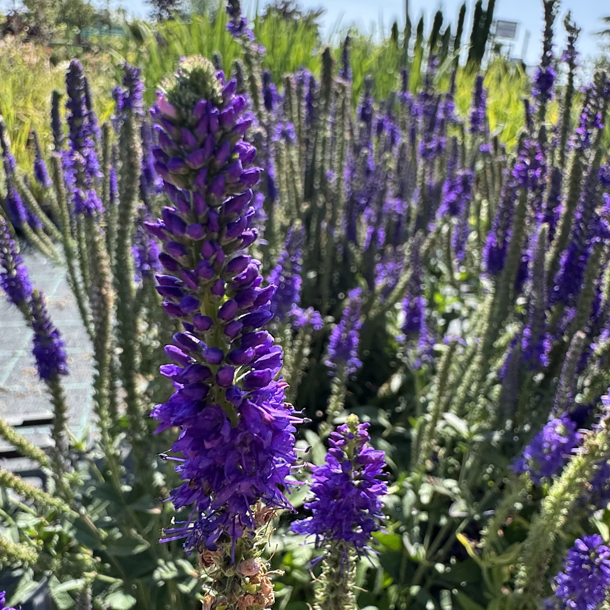 Veronica 'Anniversary Blue'