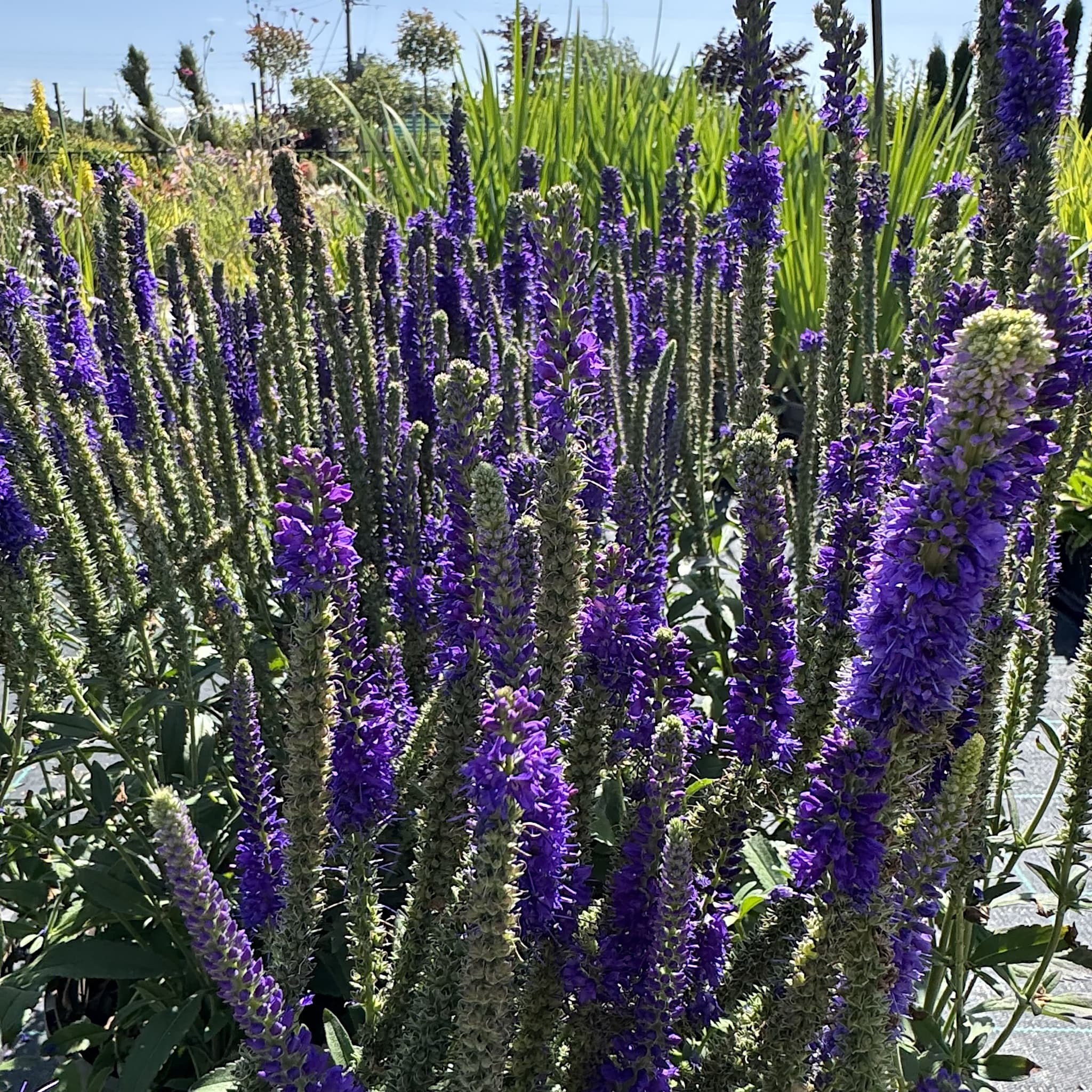 Veronica 'Anniversary Blue'