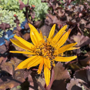 Ligularia 'Britt Marie Crawford'