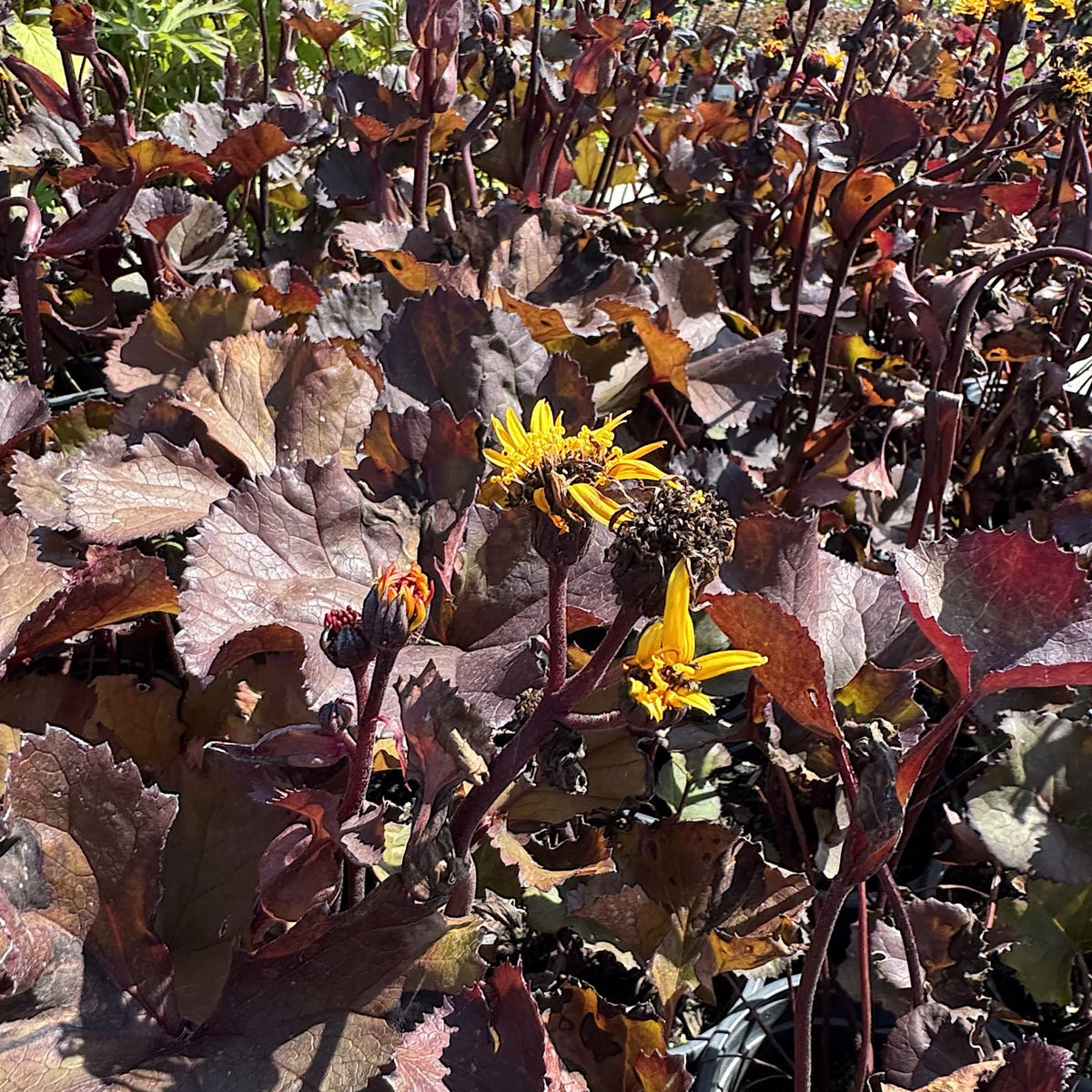Ligularia 'Britt Marie Crawford'