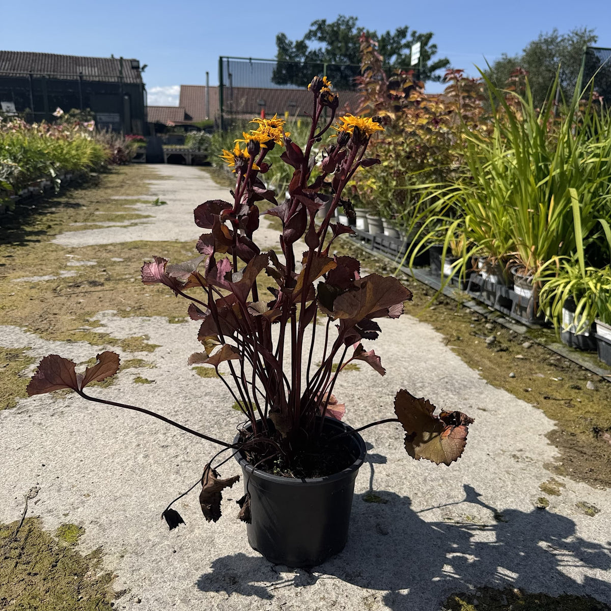 Ligularia 'Britt Marie Crawford'