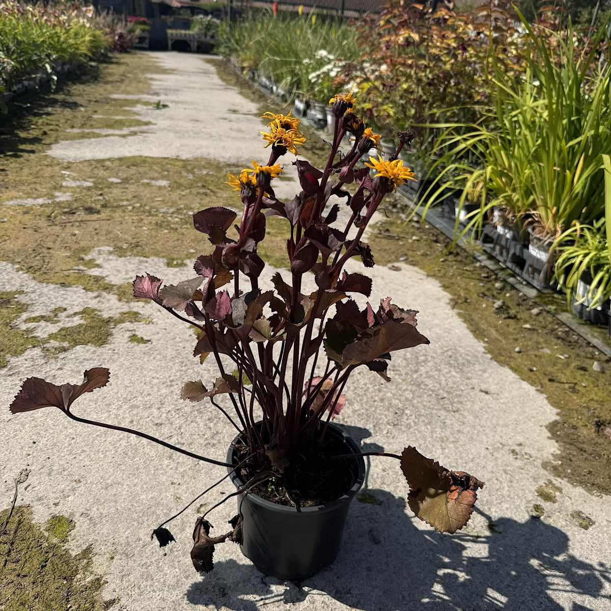 Ligularia 'Britt Marie Crawford'