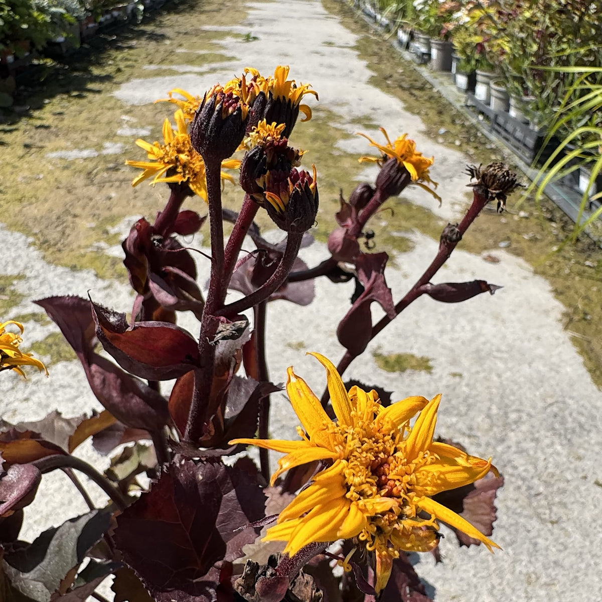 Ligularia 'Britt Marie Crawford'