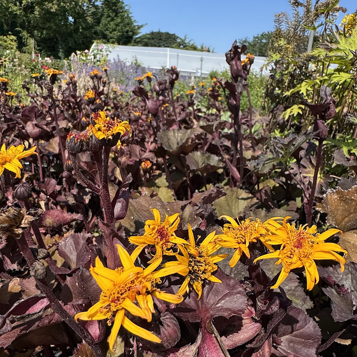 Ligularia 'Britt Marie Crawford'