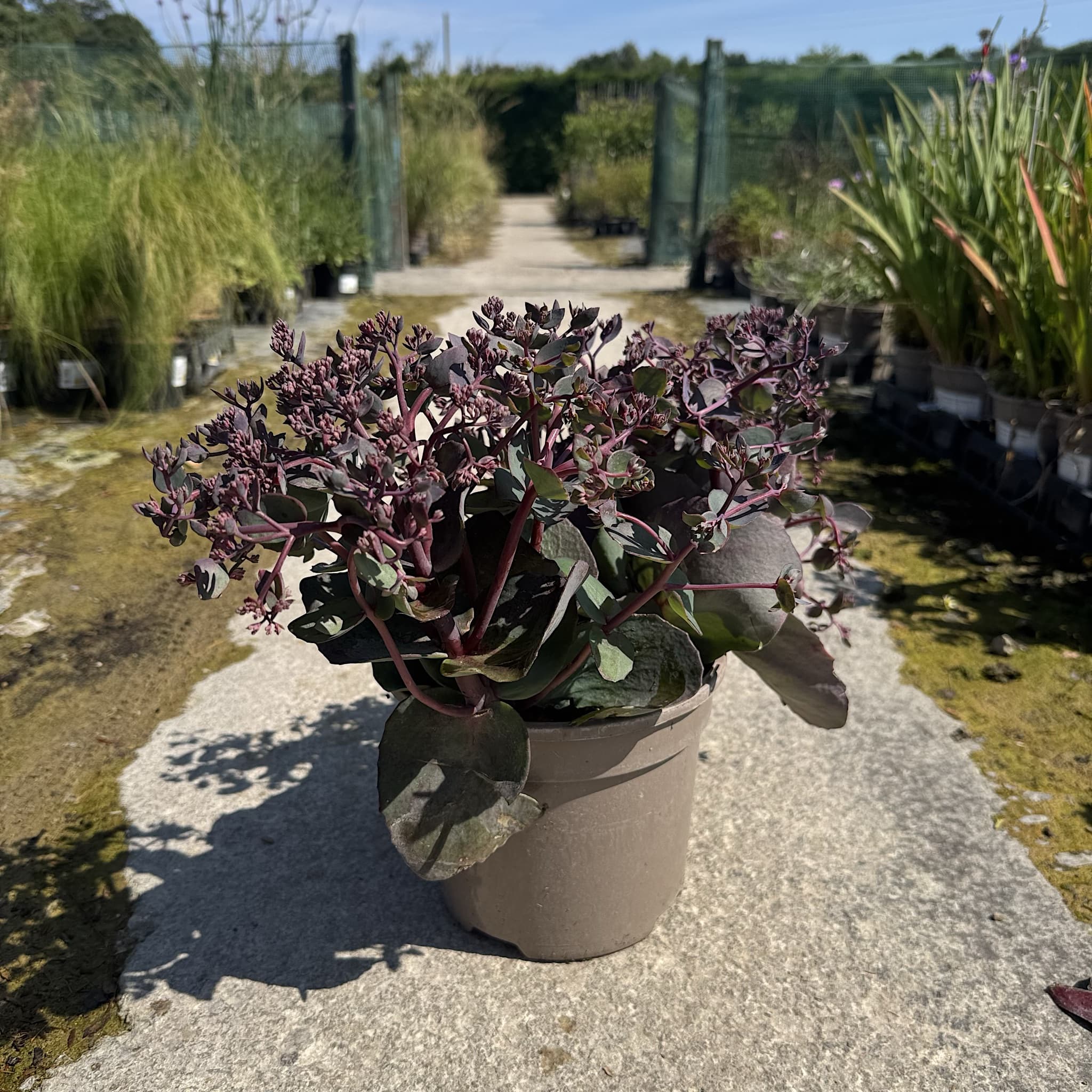 Sedum 'Seduction Cherry Chocolate'