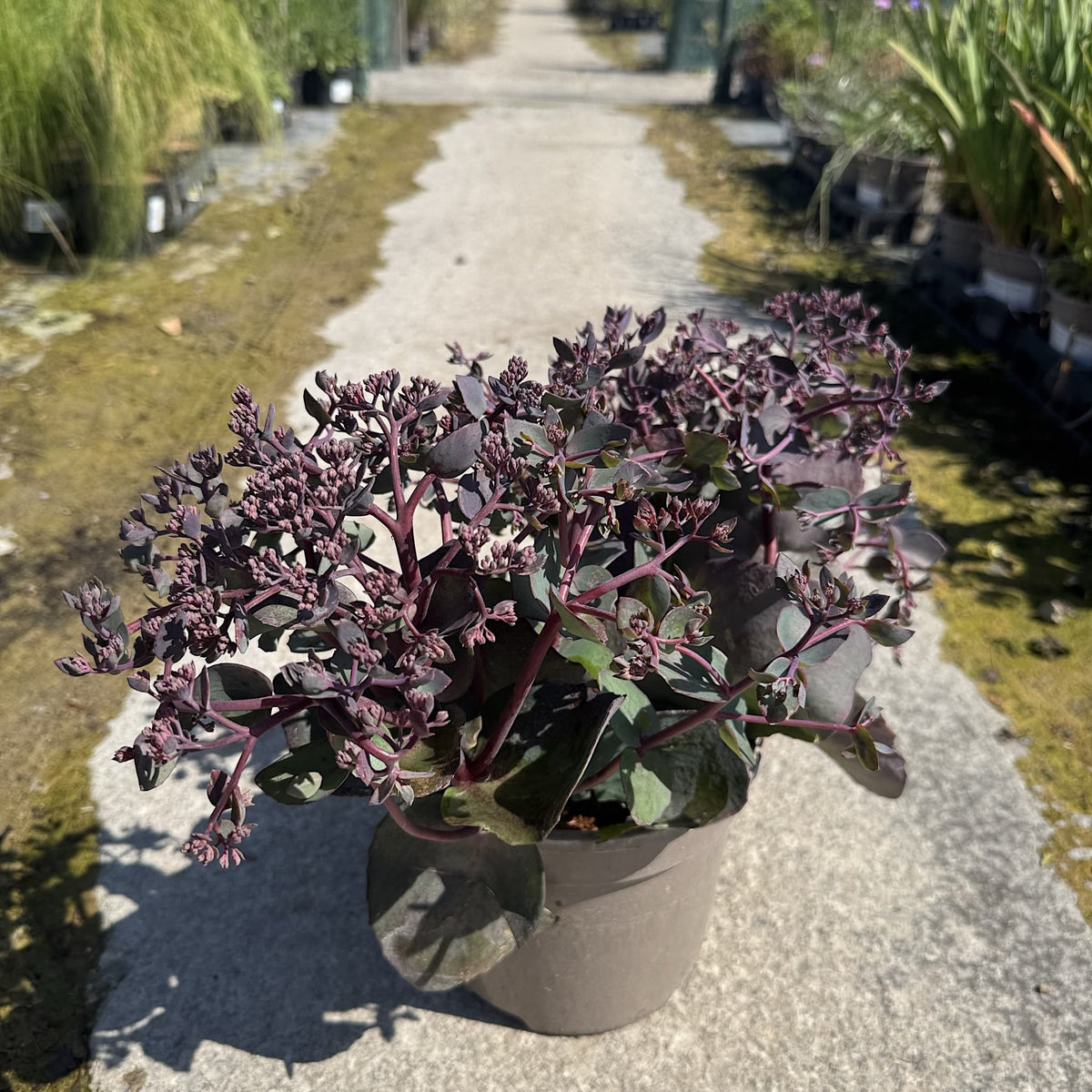 Sedum 'Seduction Cherry Chocolate'