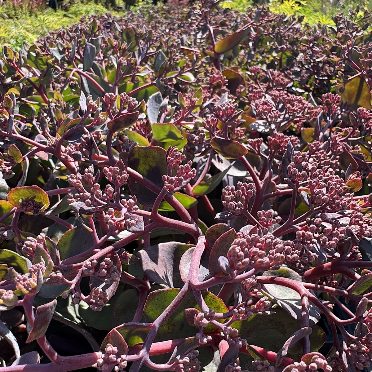 Sedum 'Seduction Cherry Chocolate'