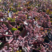 Sedum 'Seduction Cherry Chocolate'
