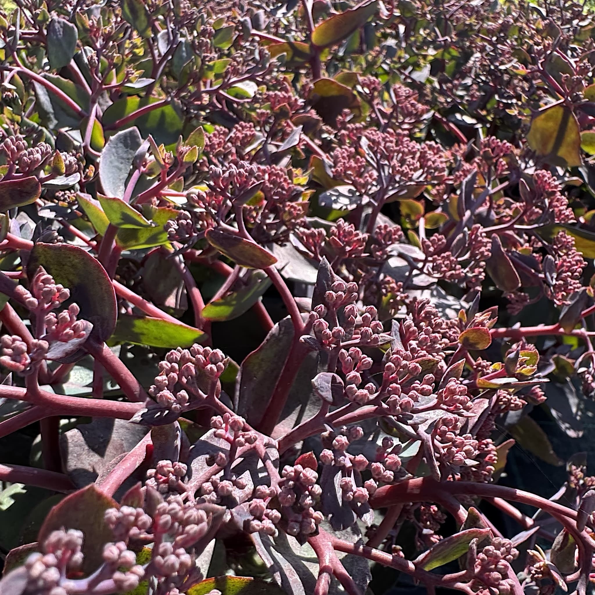 Sedum 'Seduction Cherry Chocolate'