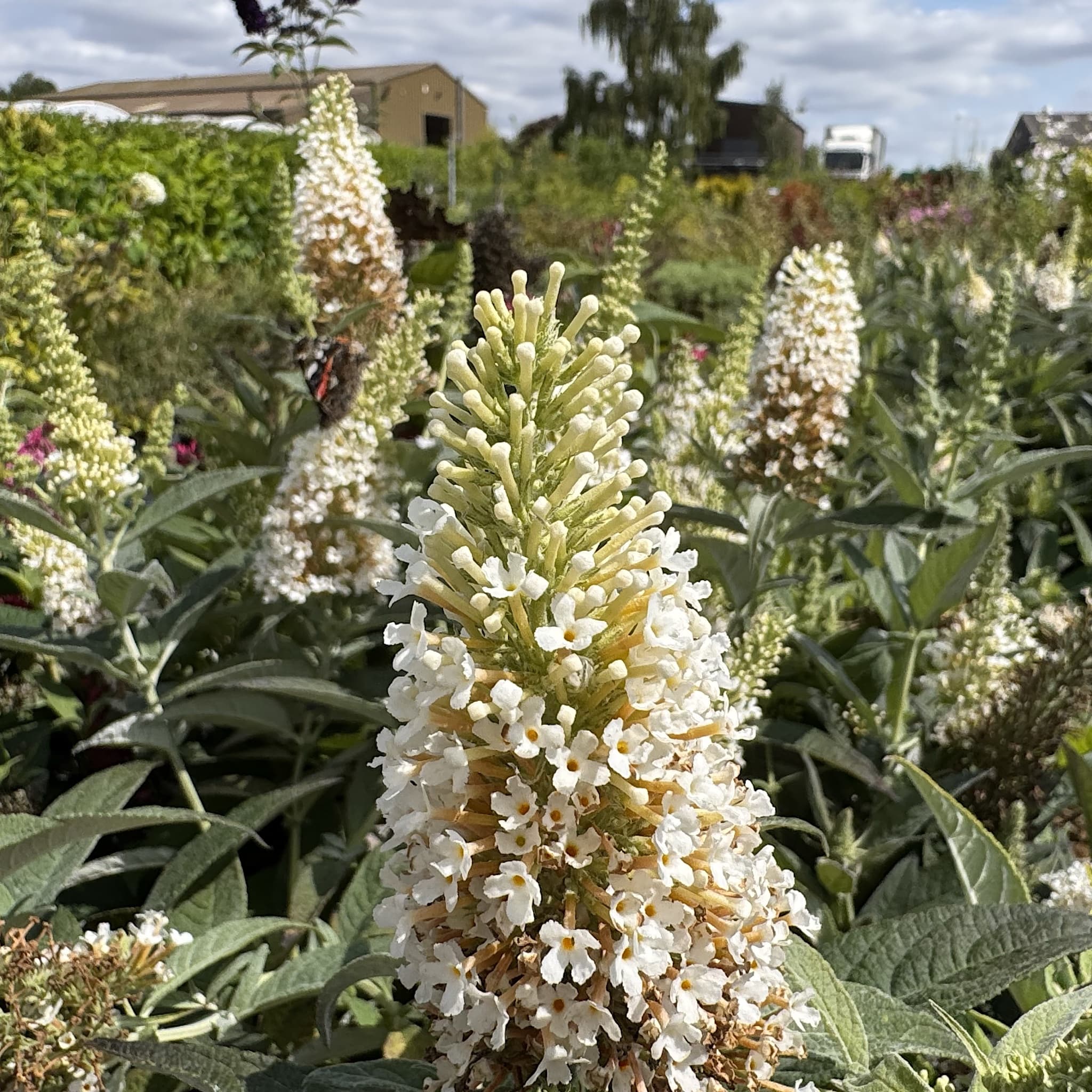 Buddleja 'Butterfly Candy Little White'