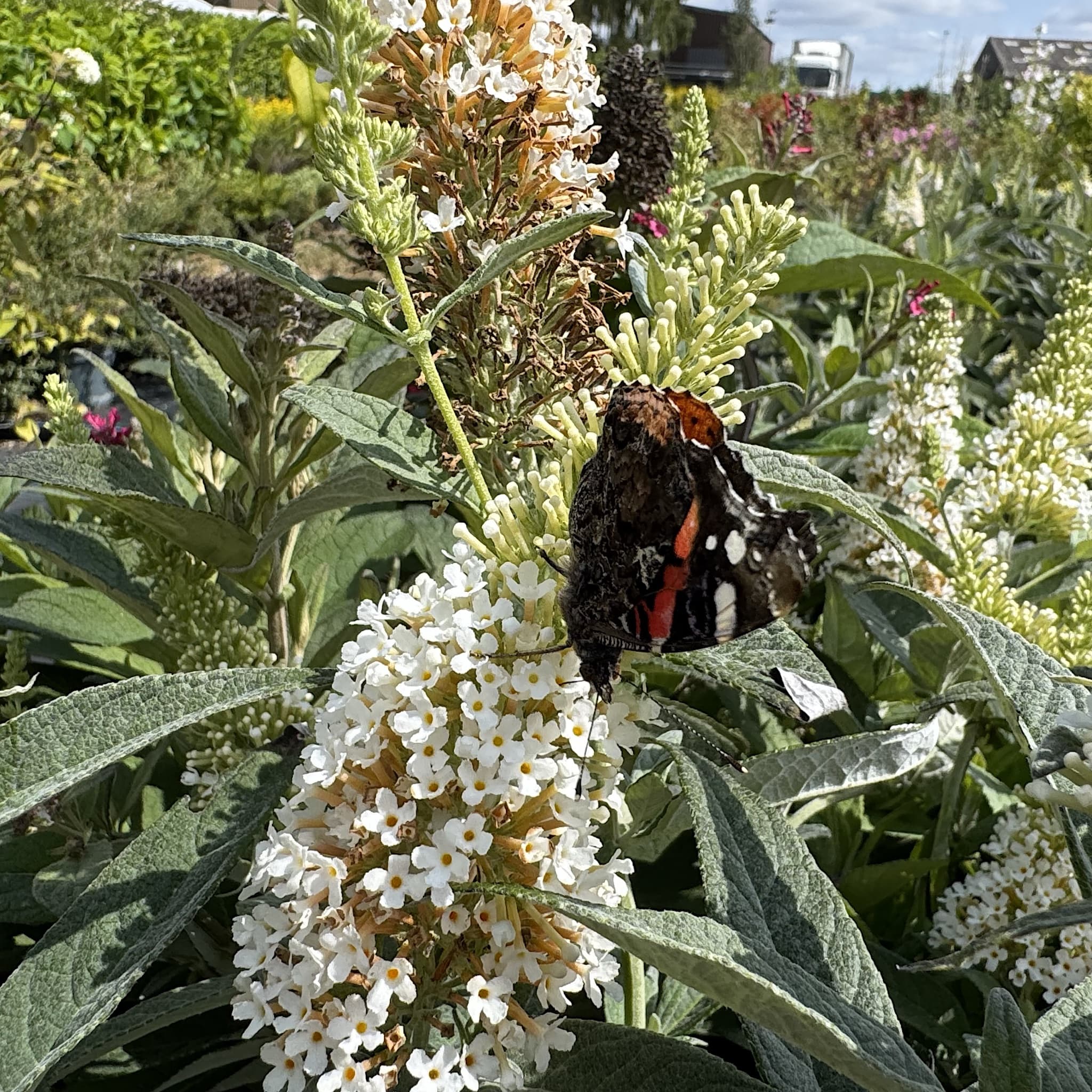 Buddleja 'Butterfly Candy Little White'