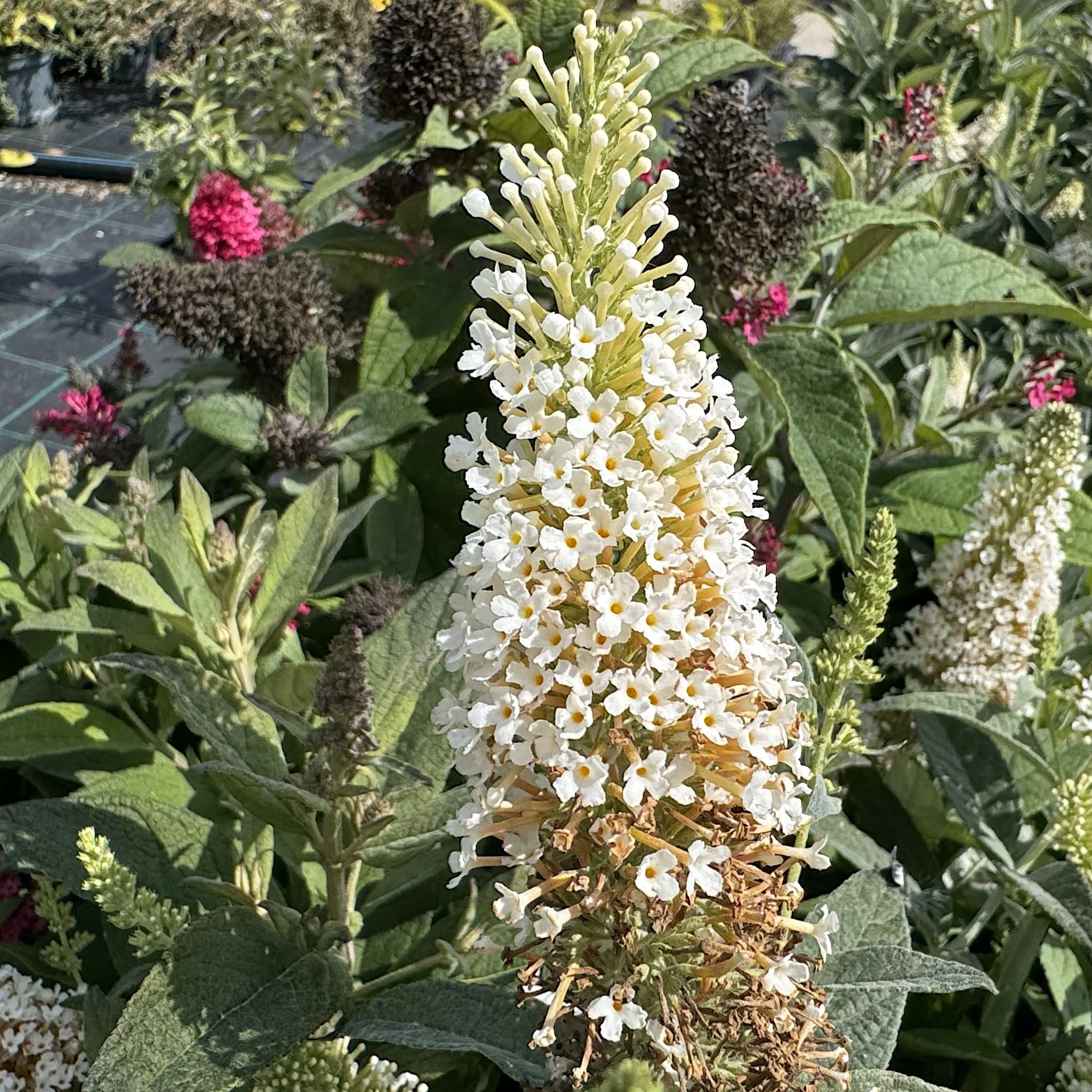 Buddleja 'Butterfly Candy Little White'