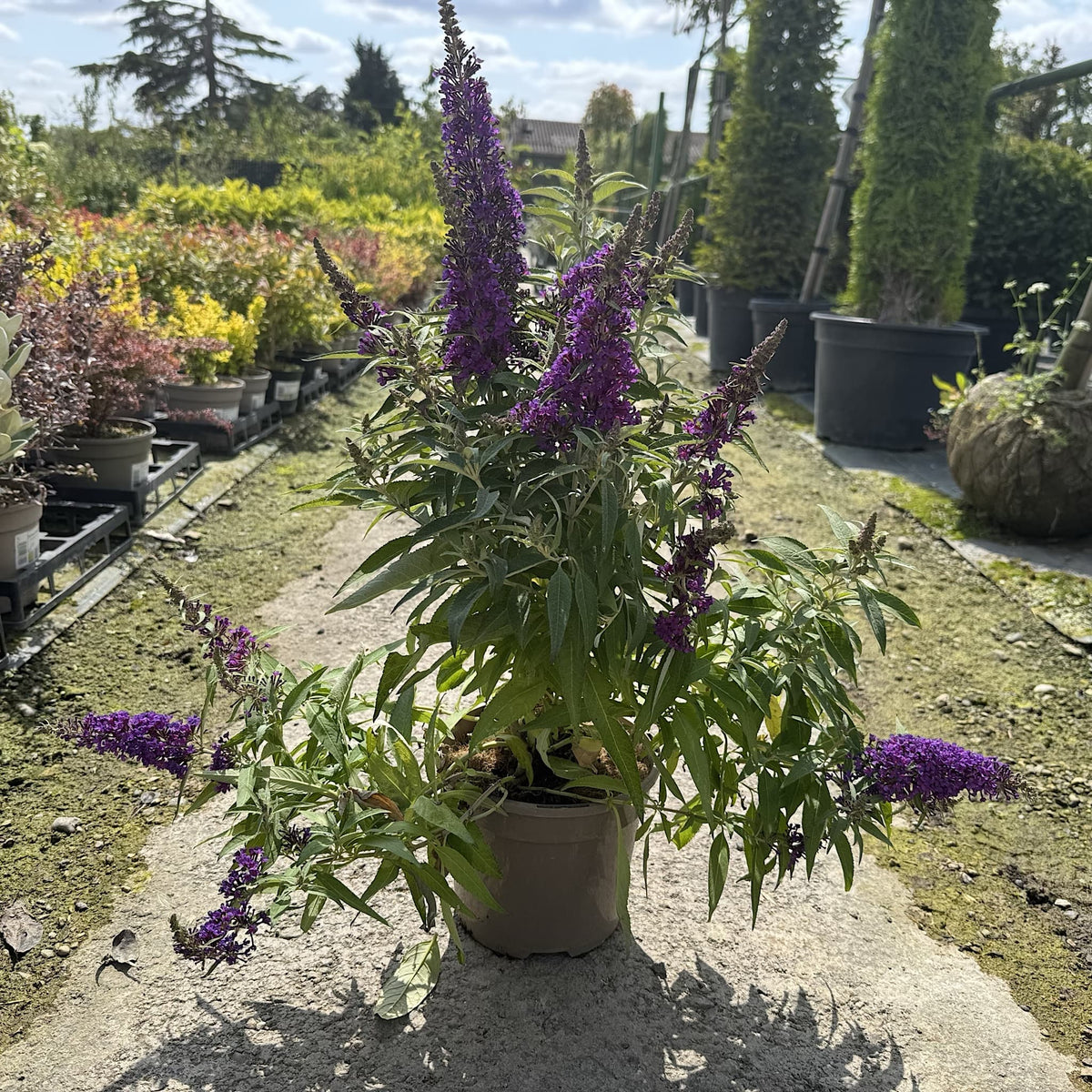 Buddleja 'Butterfly Candy Little Purple'