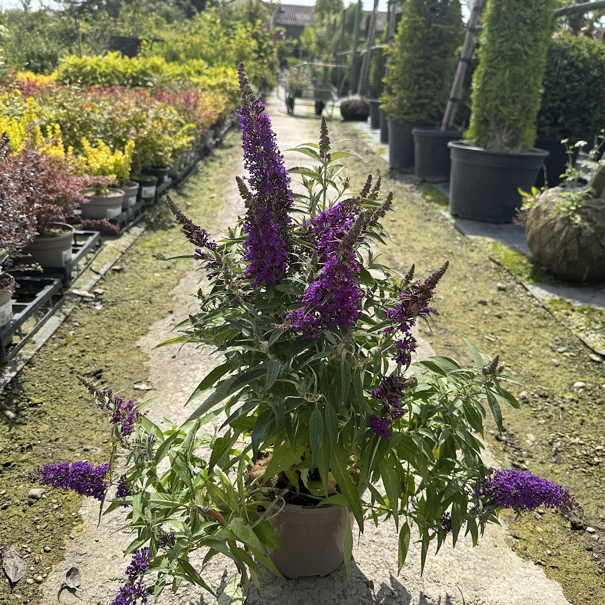 Buddleja 'Butterfly Candy Little Purple'