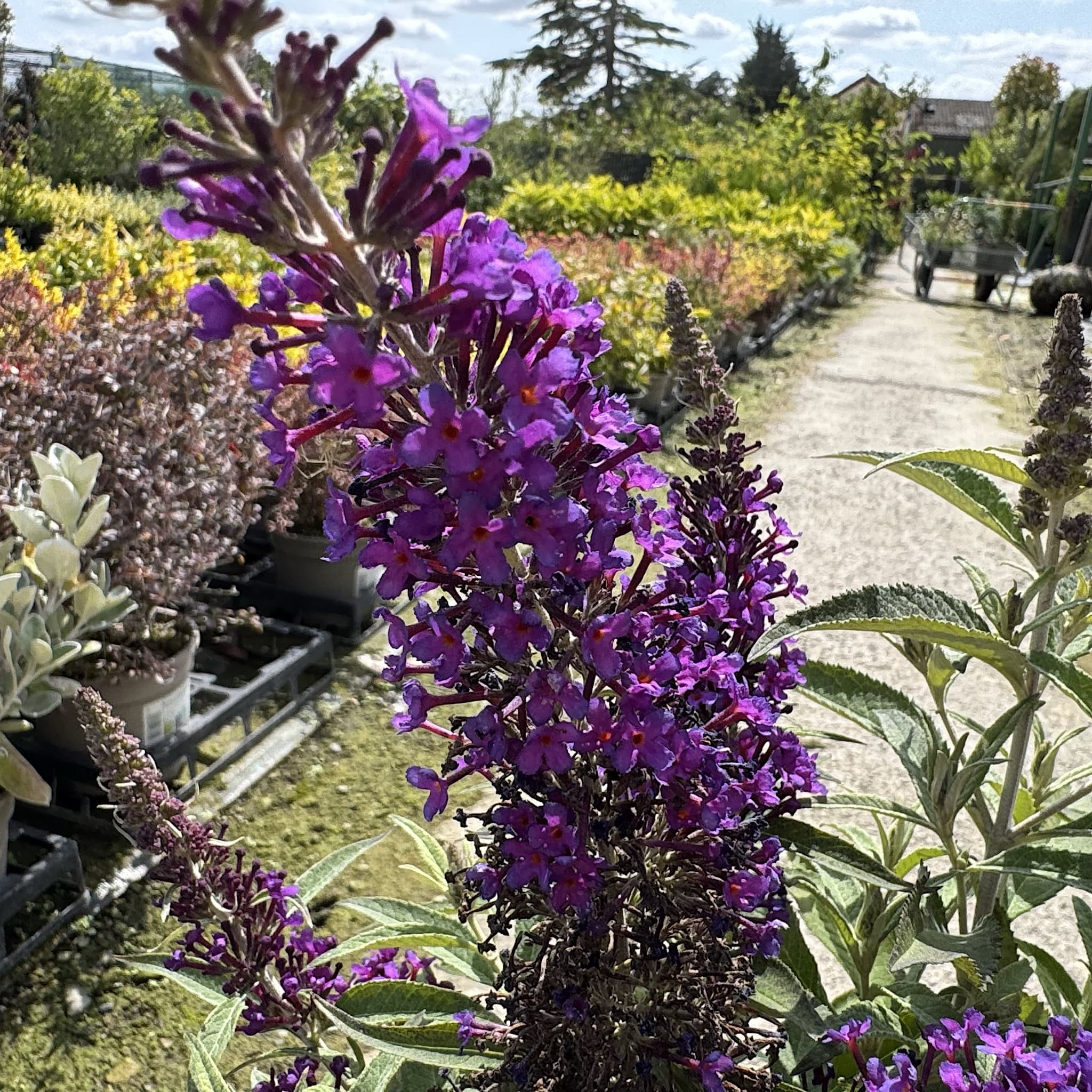 Buddleja 'Butterfly Candy Little Purple'