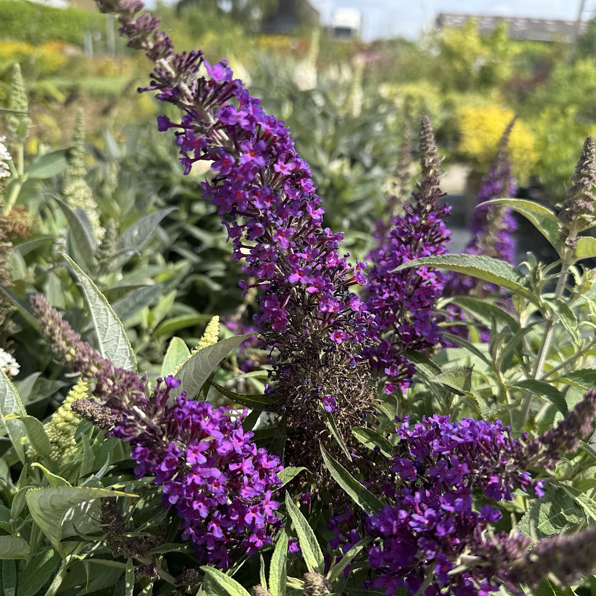 Buddleja 'Butterfly Candy Little Purple'