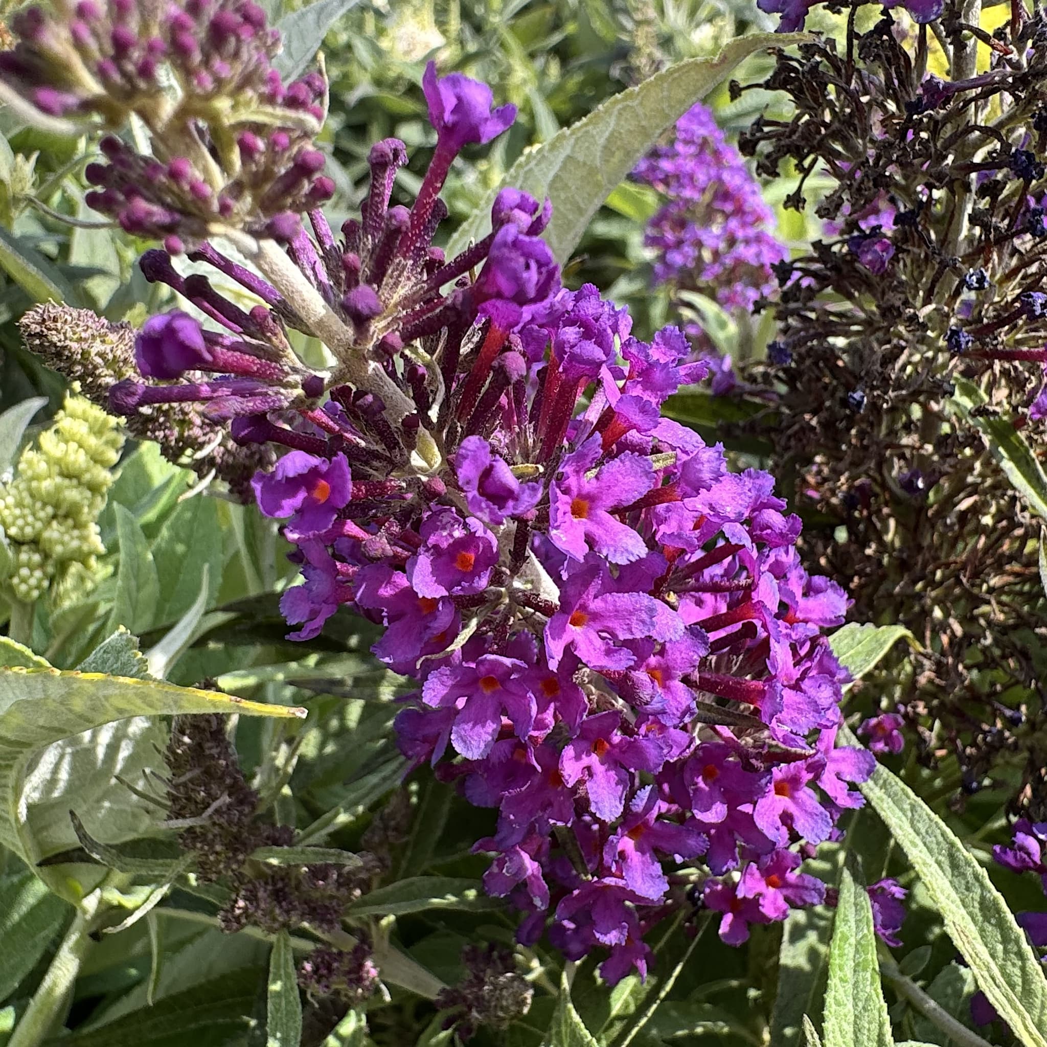 Buddleja 'Butterfly Candy Little Purple'