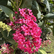 Buddleja 'Butterfly Candy Little Ruby'