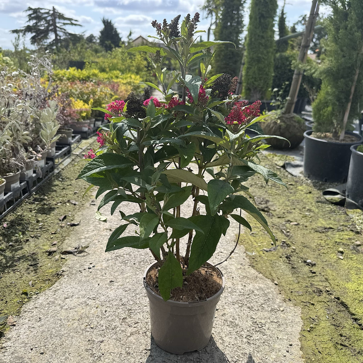 Buddleja 'Butterfly Candy Little Ruby'