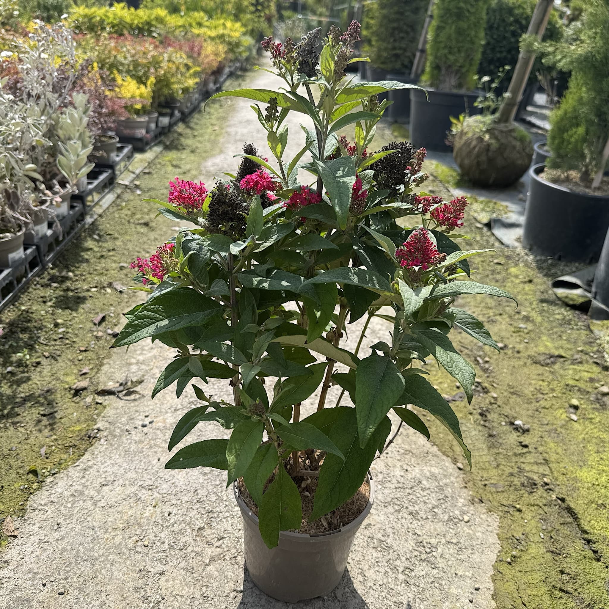 Buddleja 'Butterfly Candy Little Ruby'