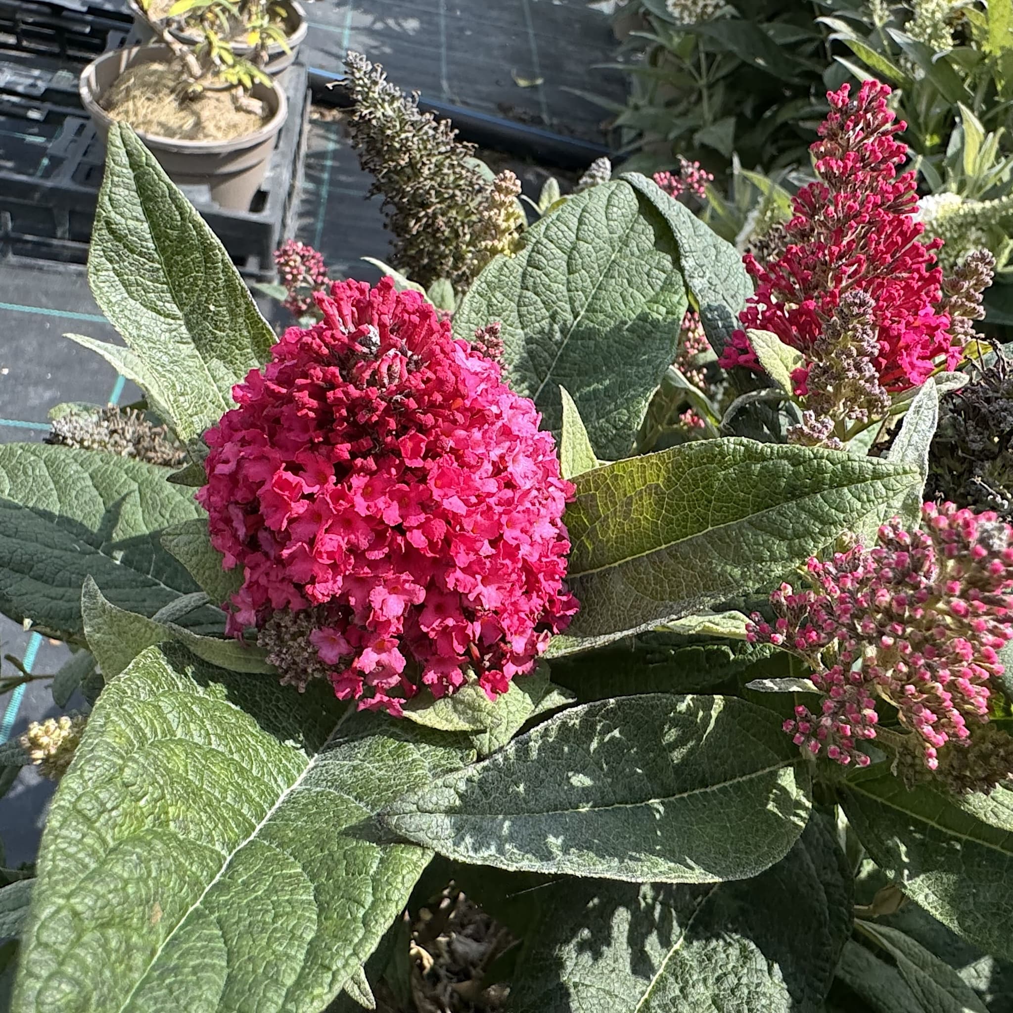 Buddleja 'Butterfly Candy Little Ruby'