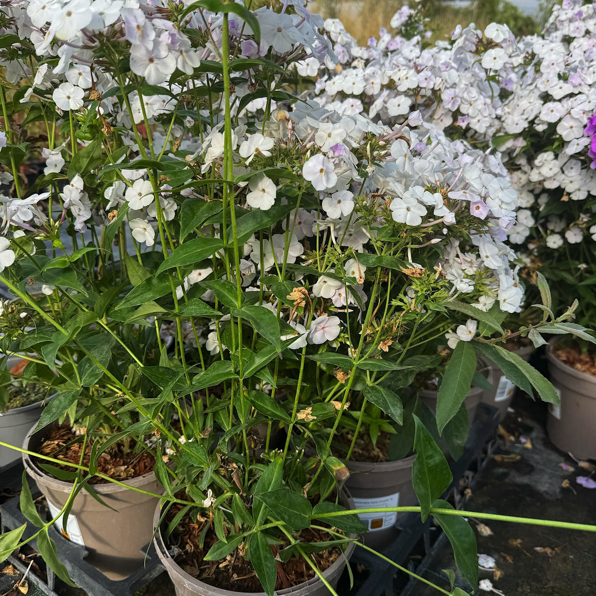 Phlox 'Fashionably Early Crystal'