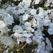 Phlox 'Fashionably Early Crystal'