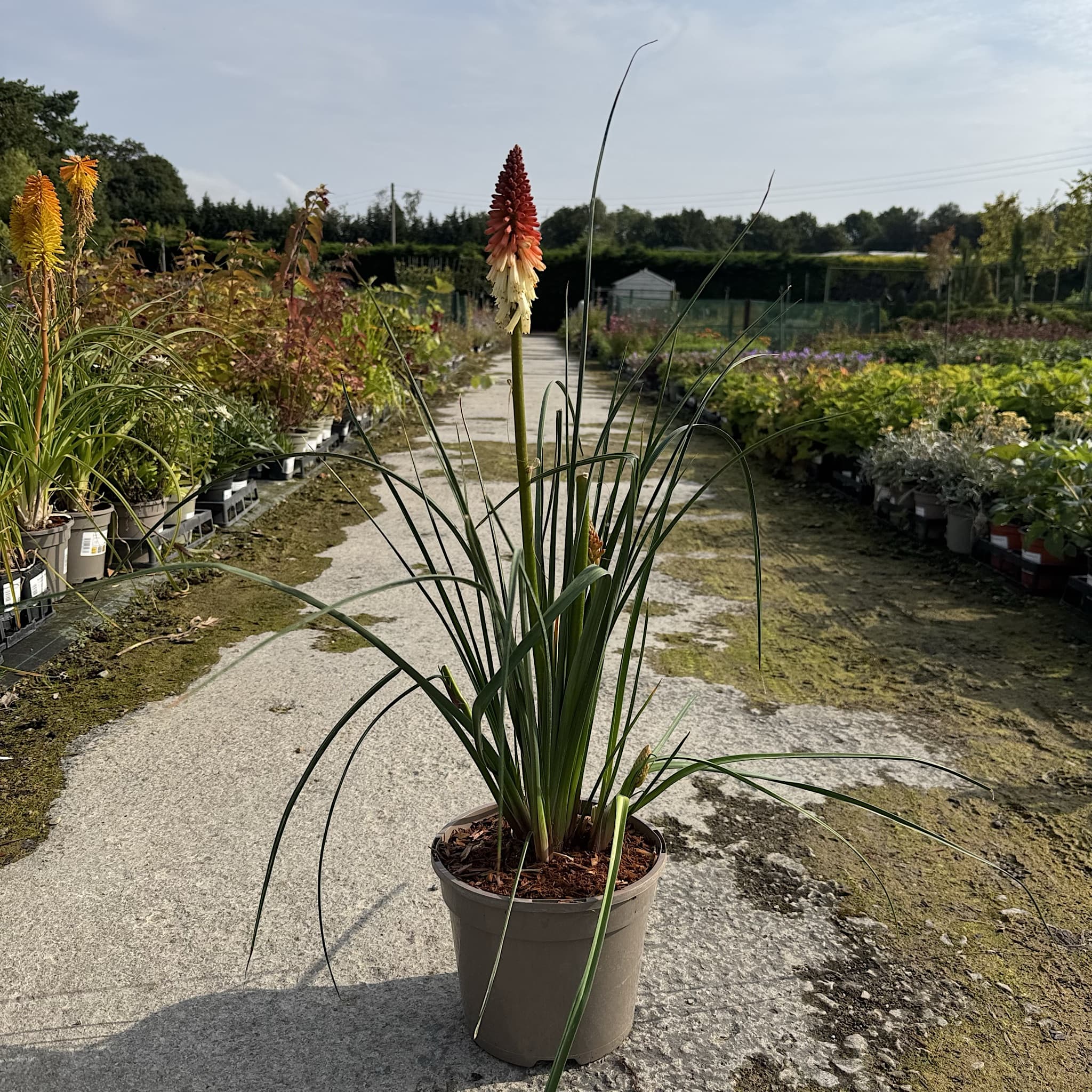 Kniphofia 'Orange Vanilla Popsicle'