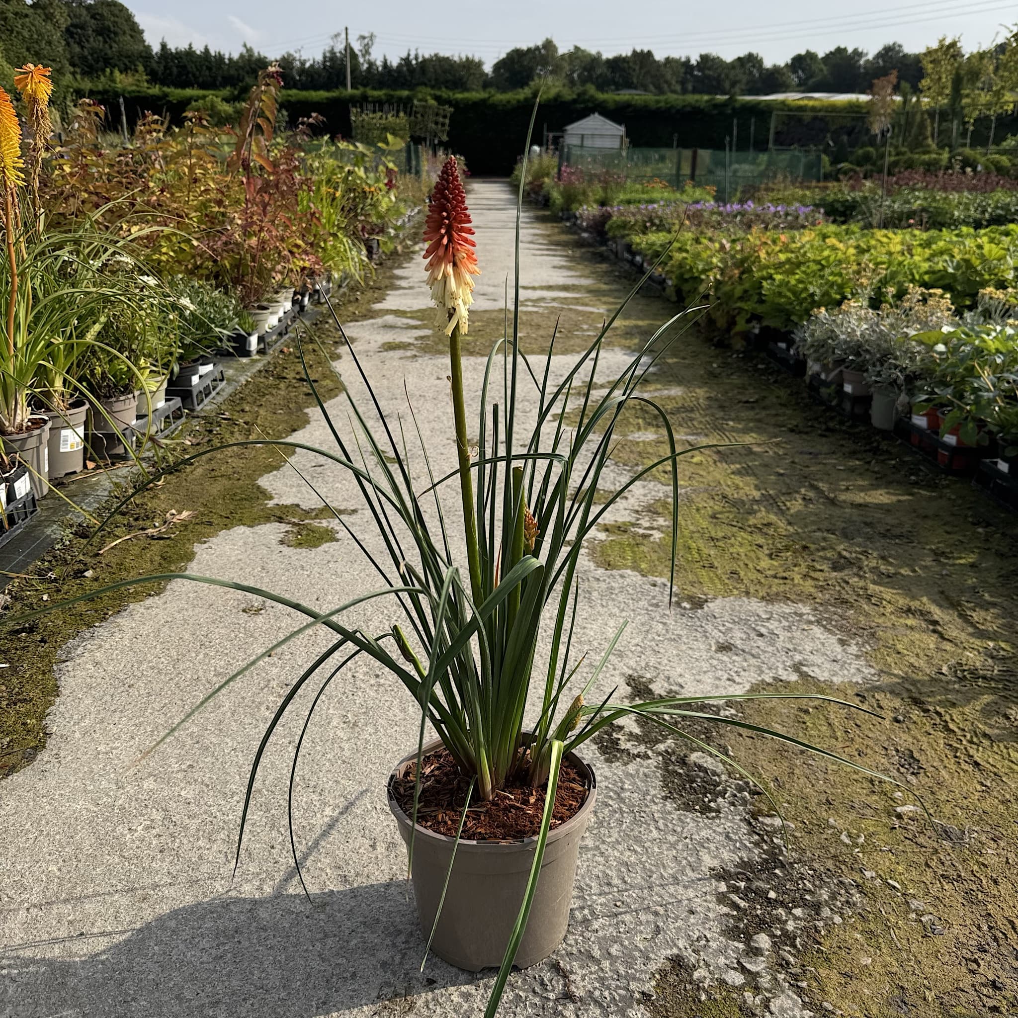 Kniphofia 'Orange Vanilla Popsicle'