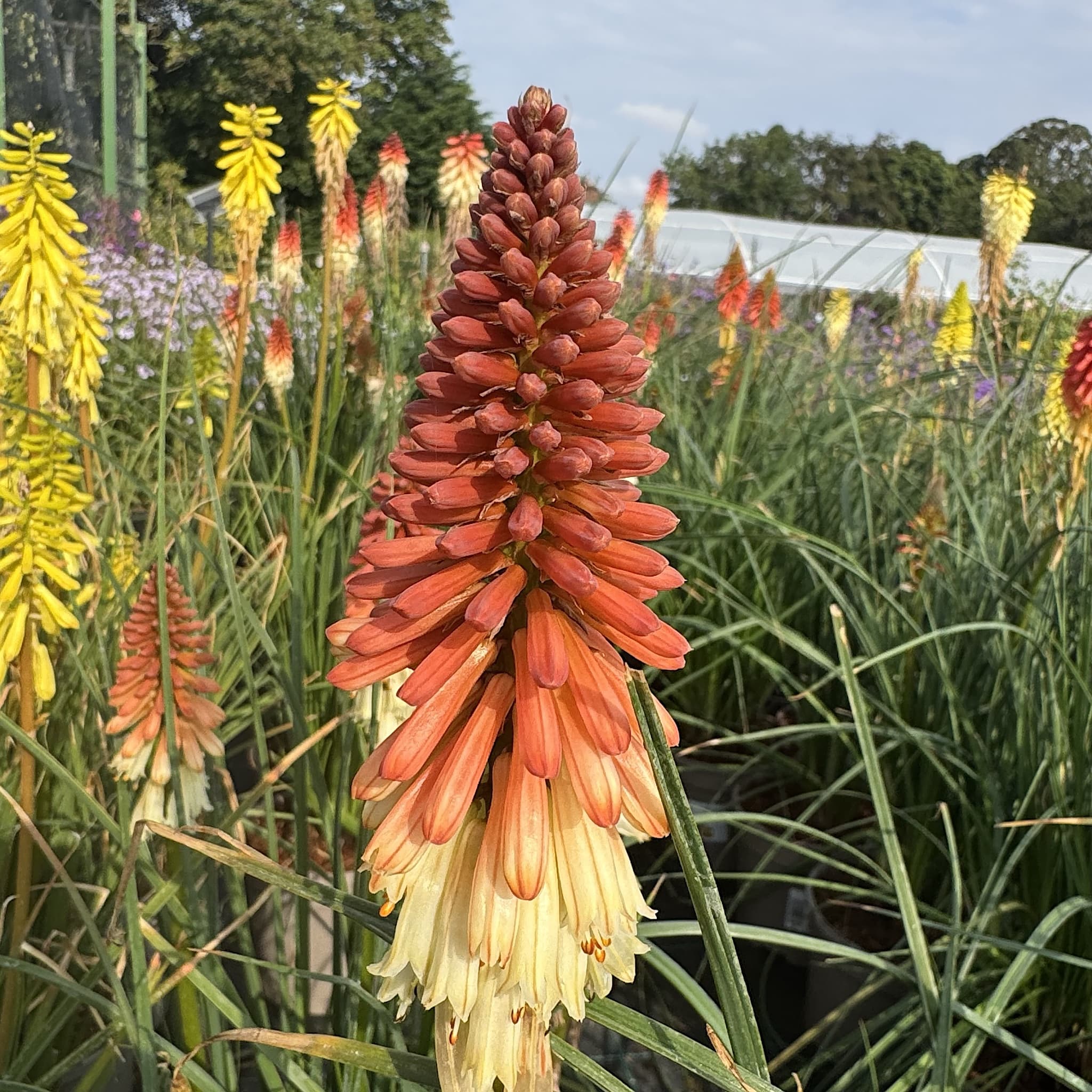 Kniphofia 'Orange Vanilla Popsicle'