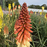 Kniphofia 'Orange Vanilla Popsicle'