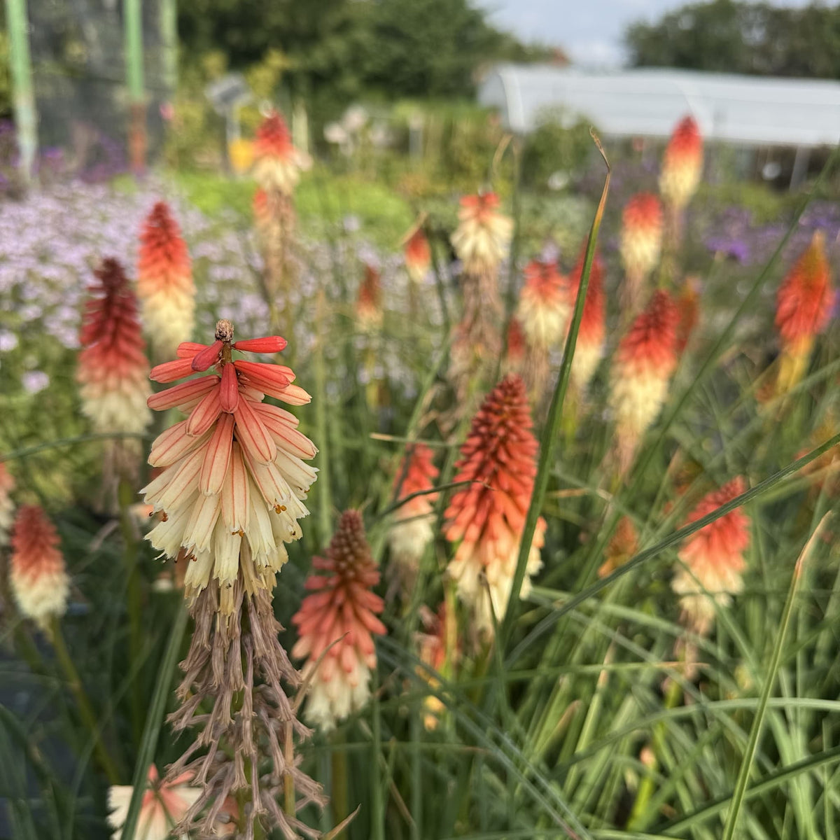Kniphofia 'Orange Vanilla Popsicle'