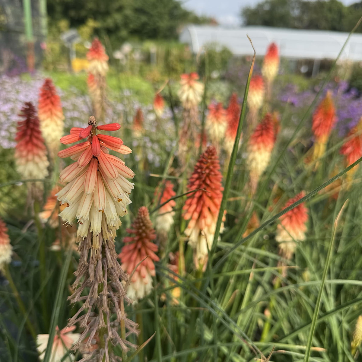 Kniphofia 'Orange Vanilla Popsicle'