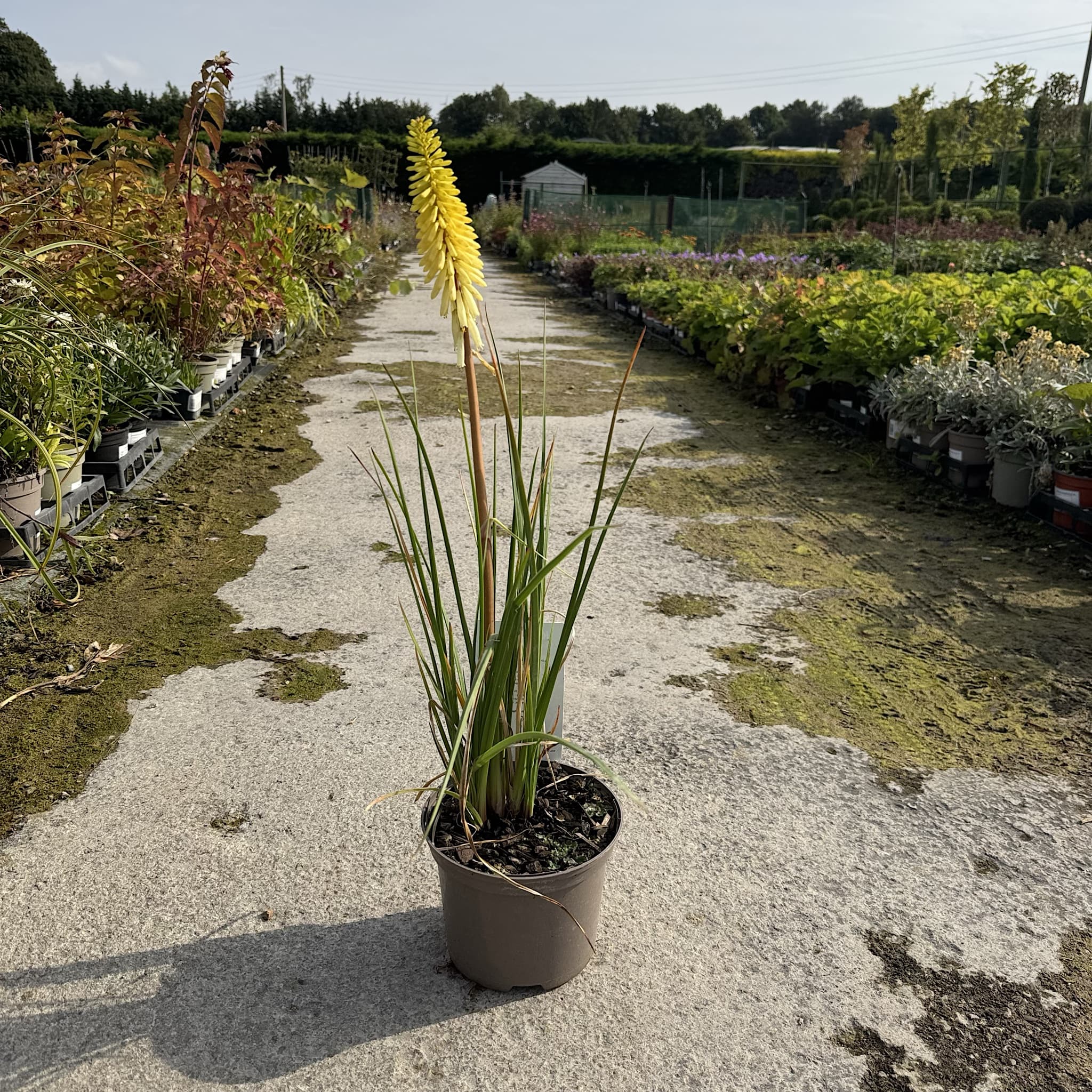 Kniphofia 'Pineapple Popsicle'