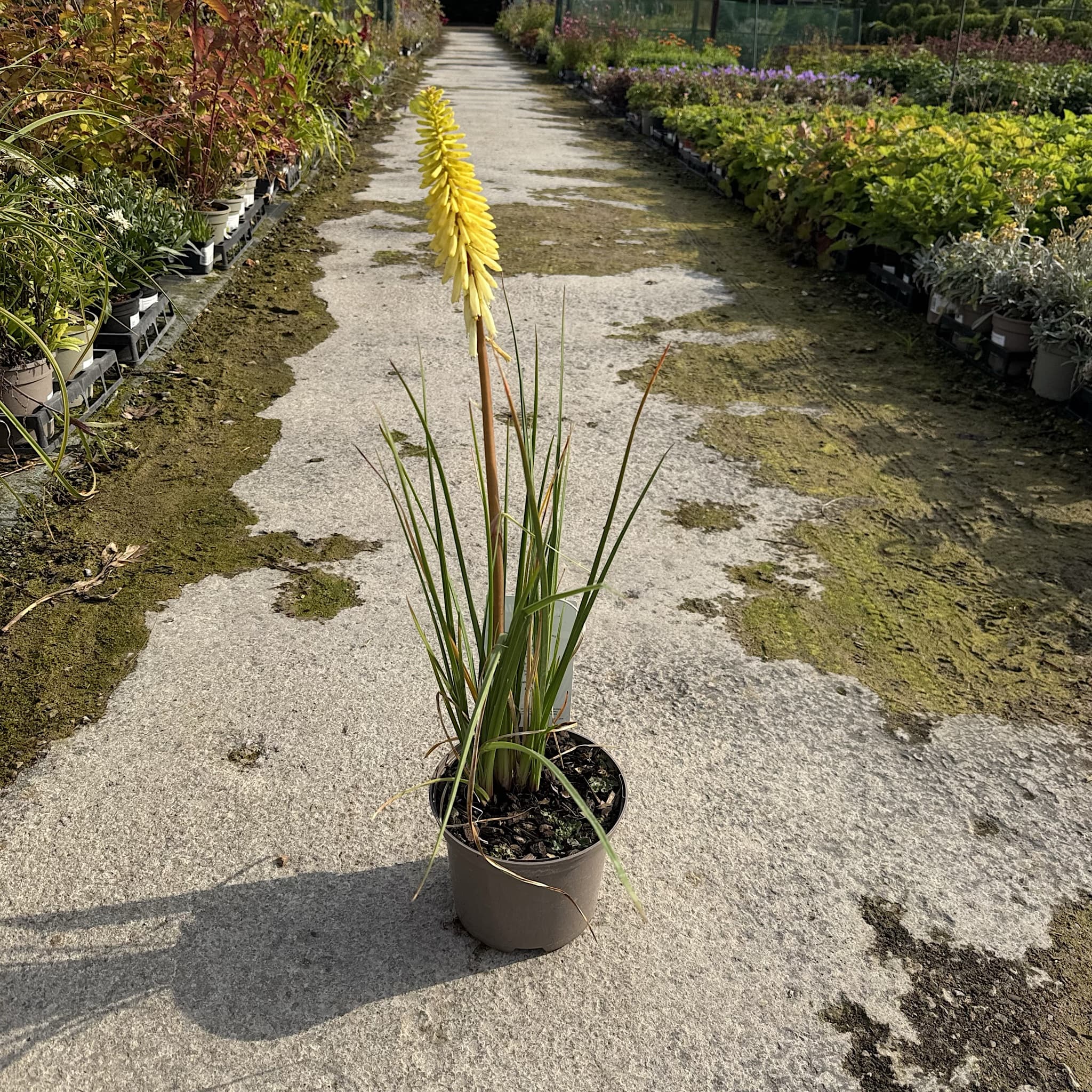 Kniphofia 'Pineapple Popsicle'
