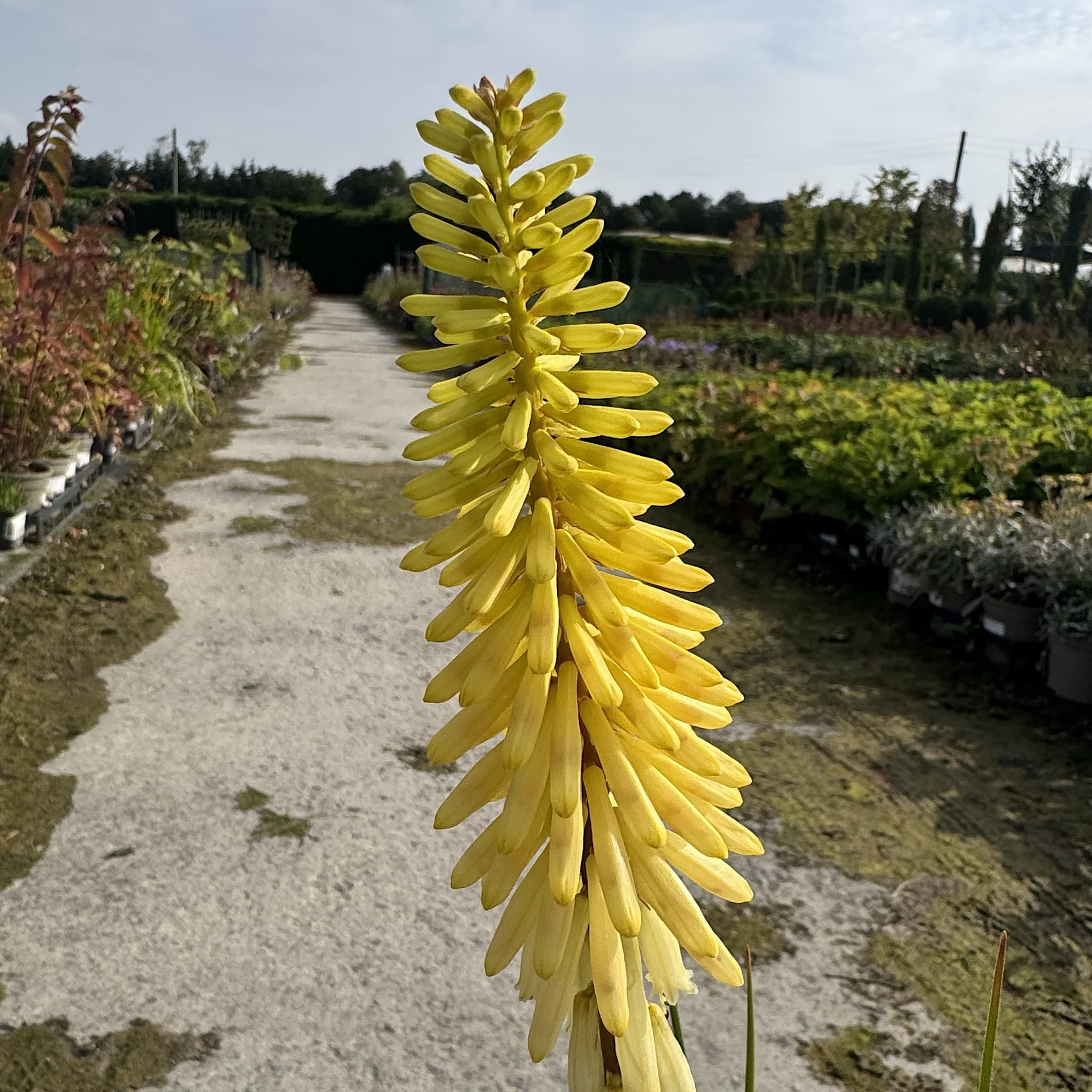 Kniphofia 'Pineapple Popsicle'