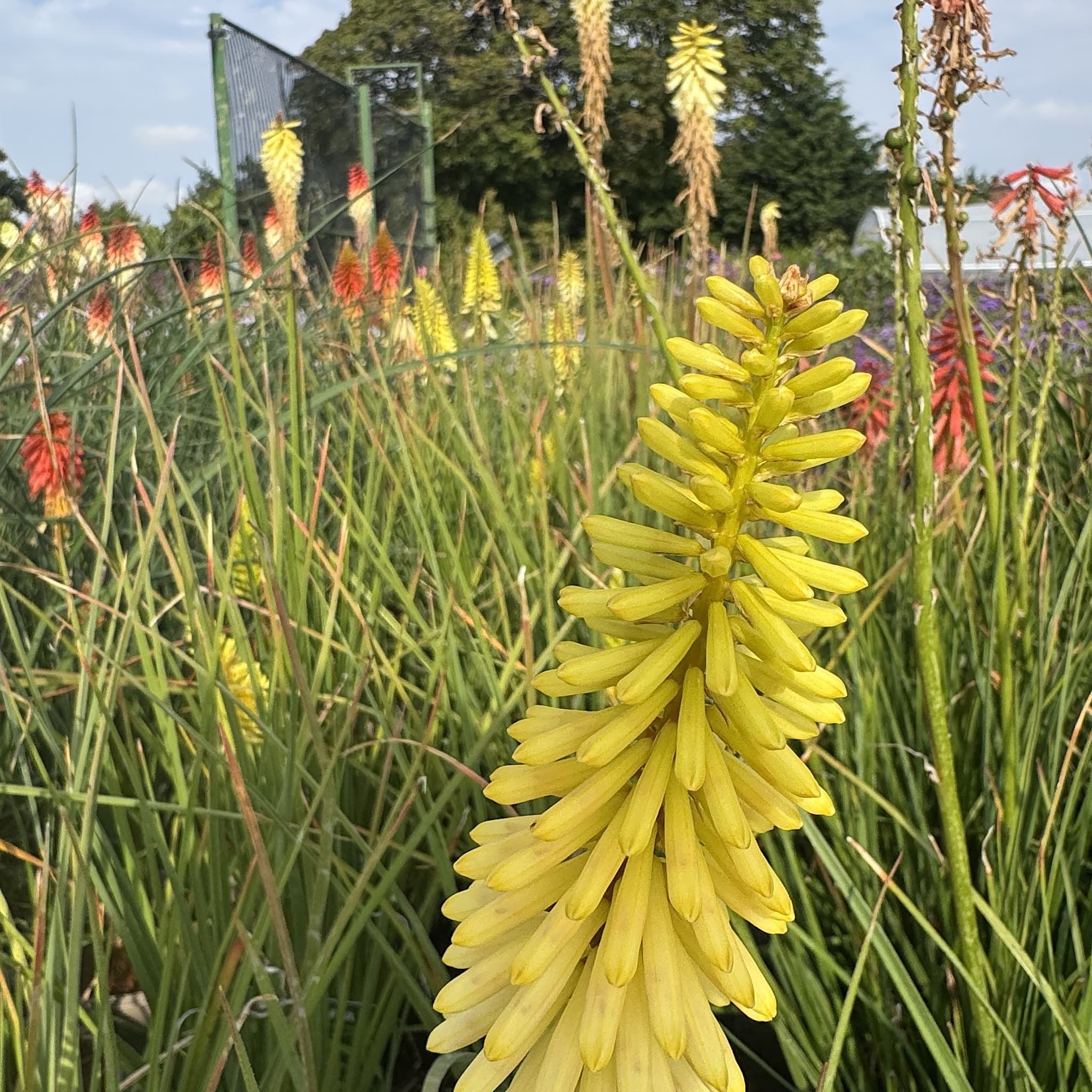 Kniphofia 'Pineapple Popsicle'