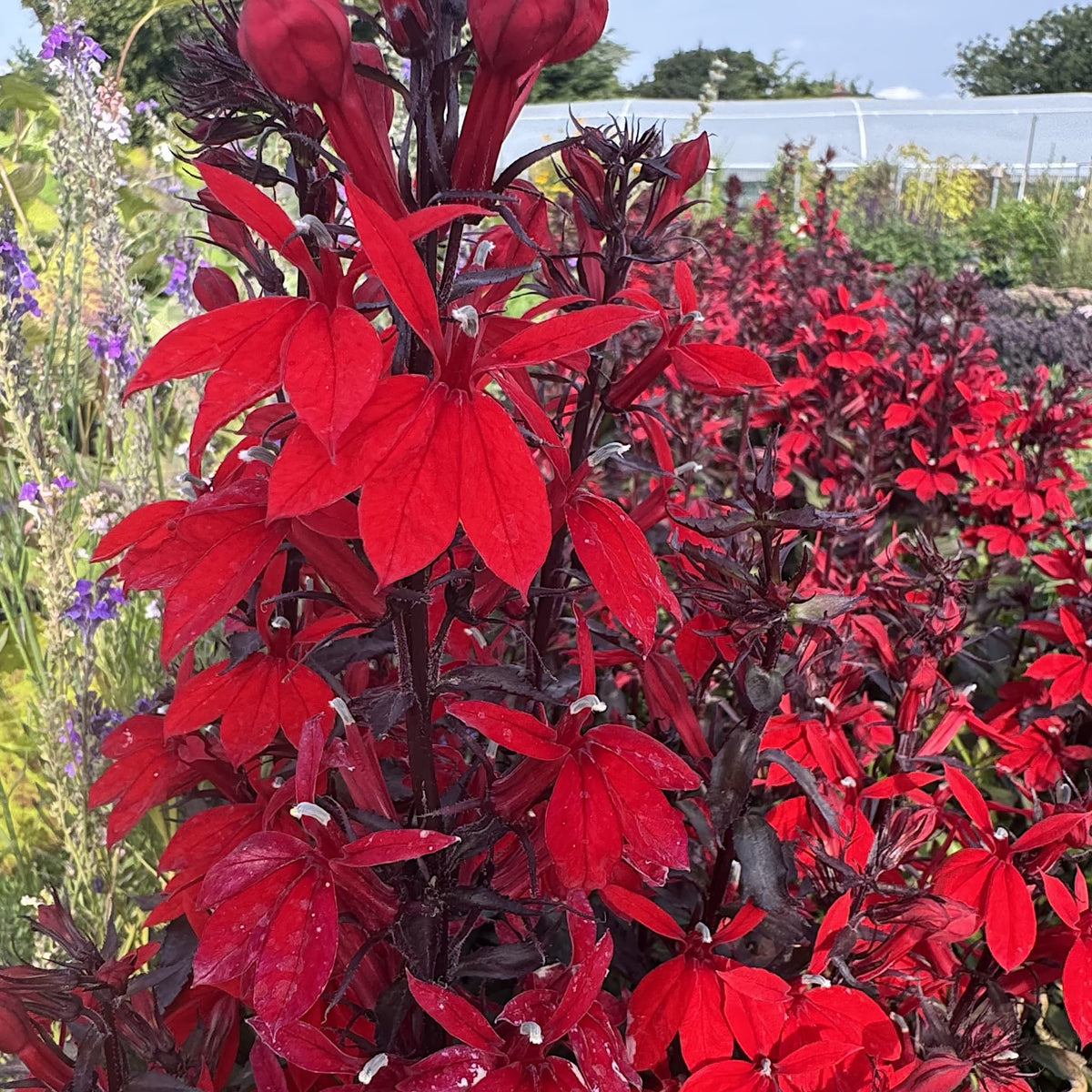 Lobelia 'Starship Scarlet'