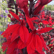 Lobelia 'Starship Scarlet'