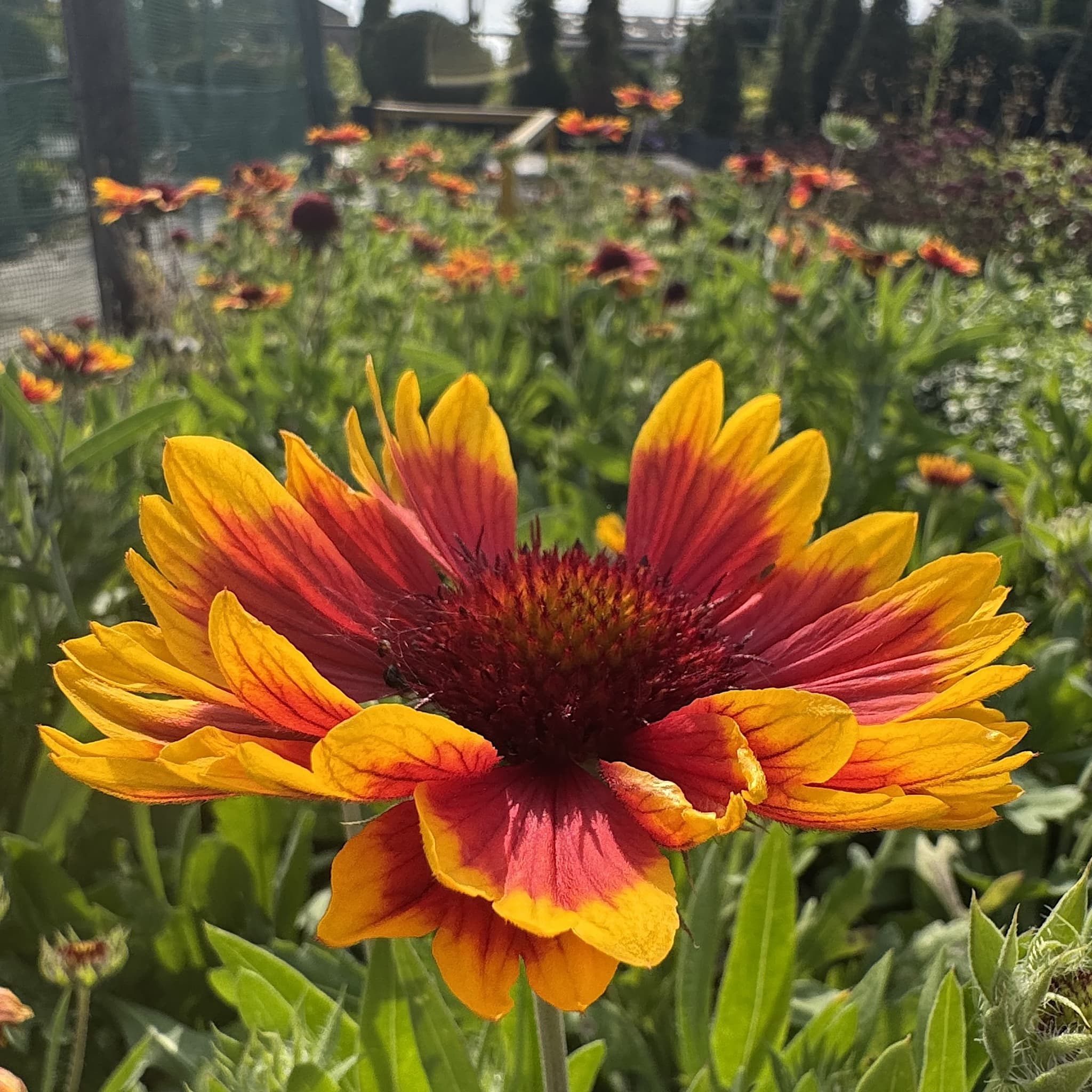 Gaillardia 'Kobold'