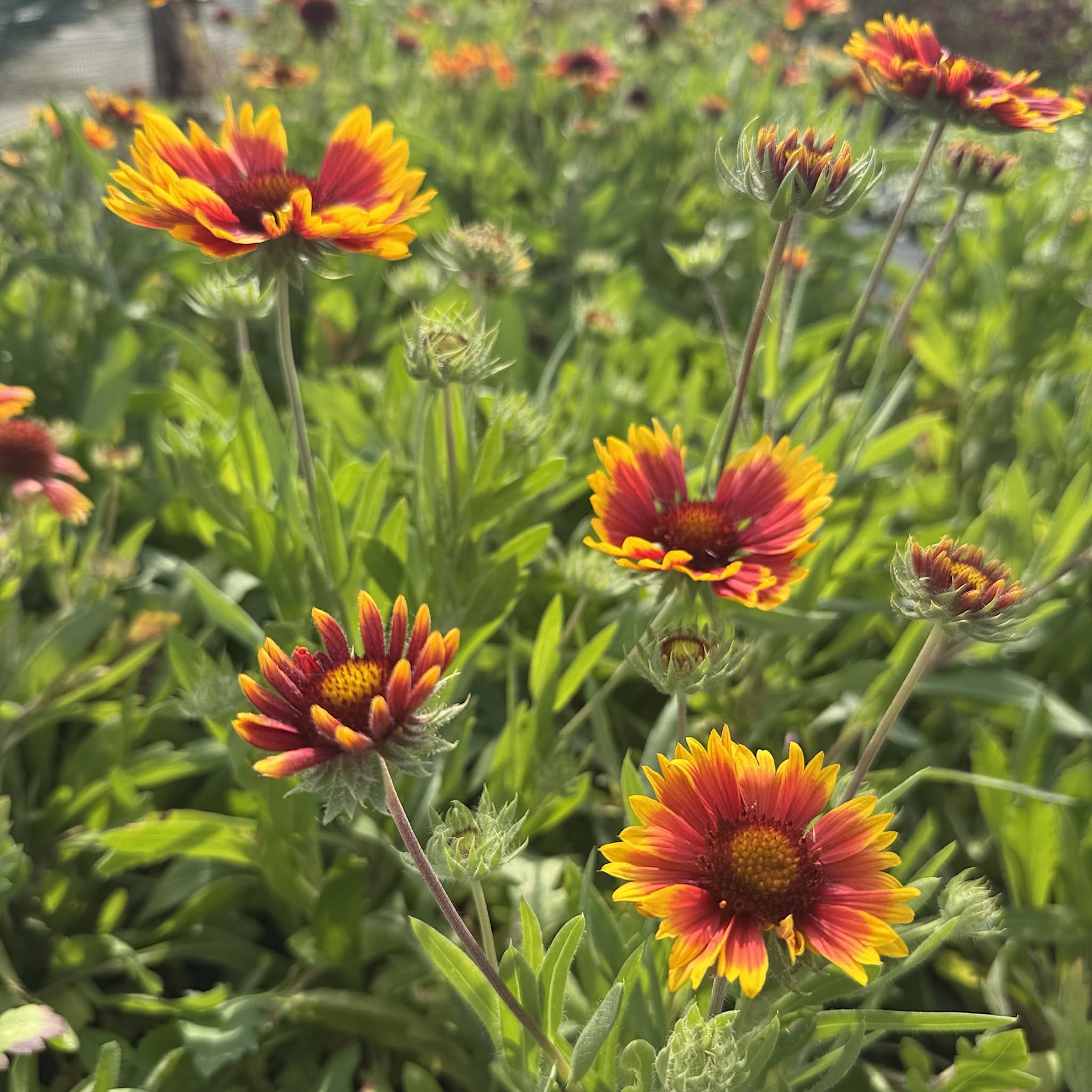 Gaillardia 'Kobold'